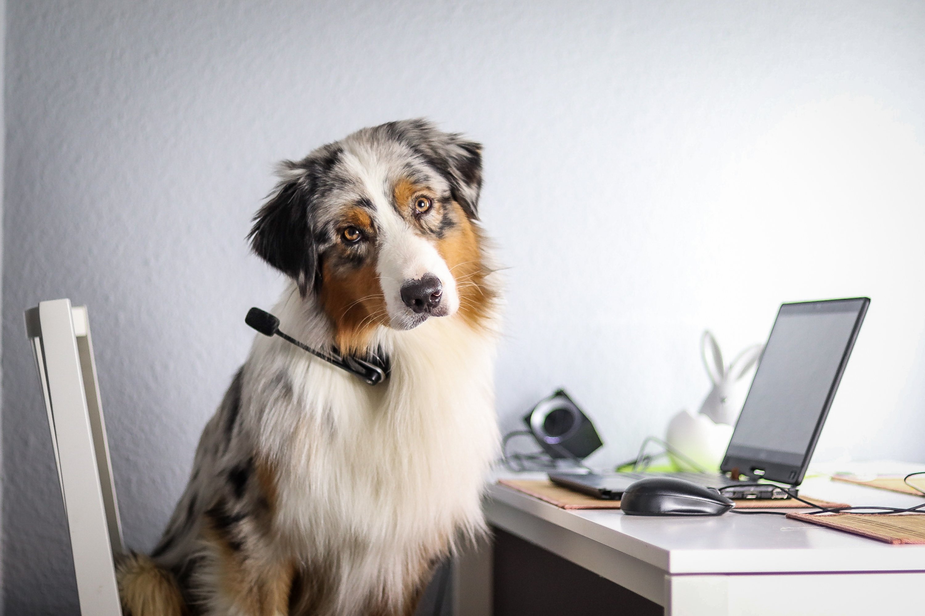 hund mit headset und laptop