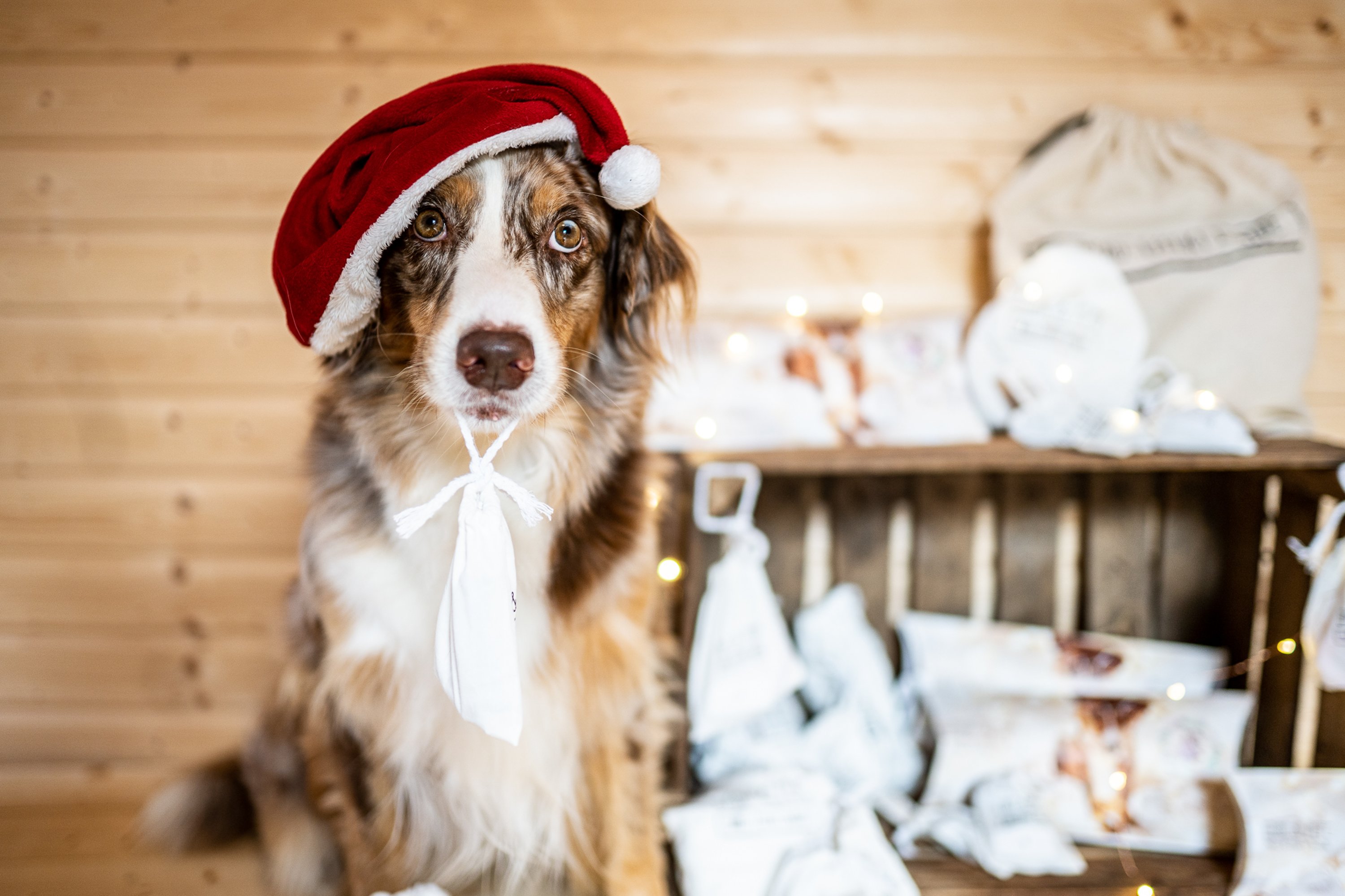 Hund mit Weihnachtsmuetze sitzt neben Hundeadventskalender