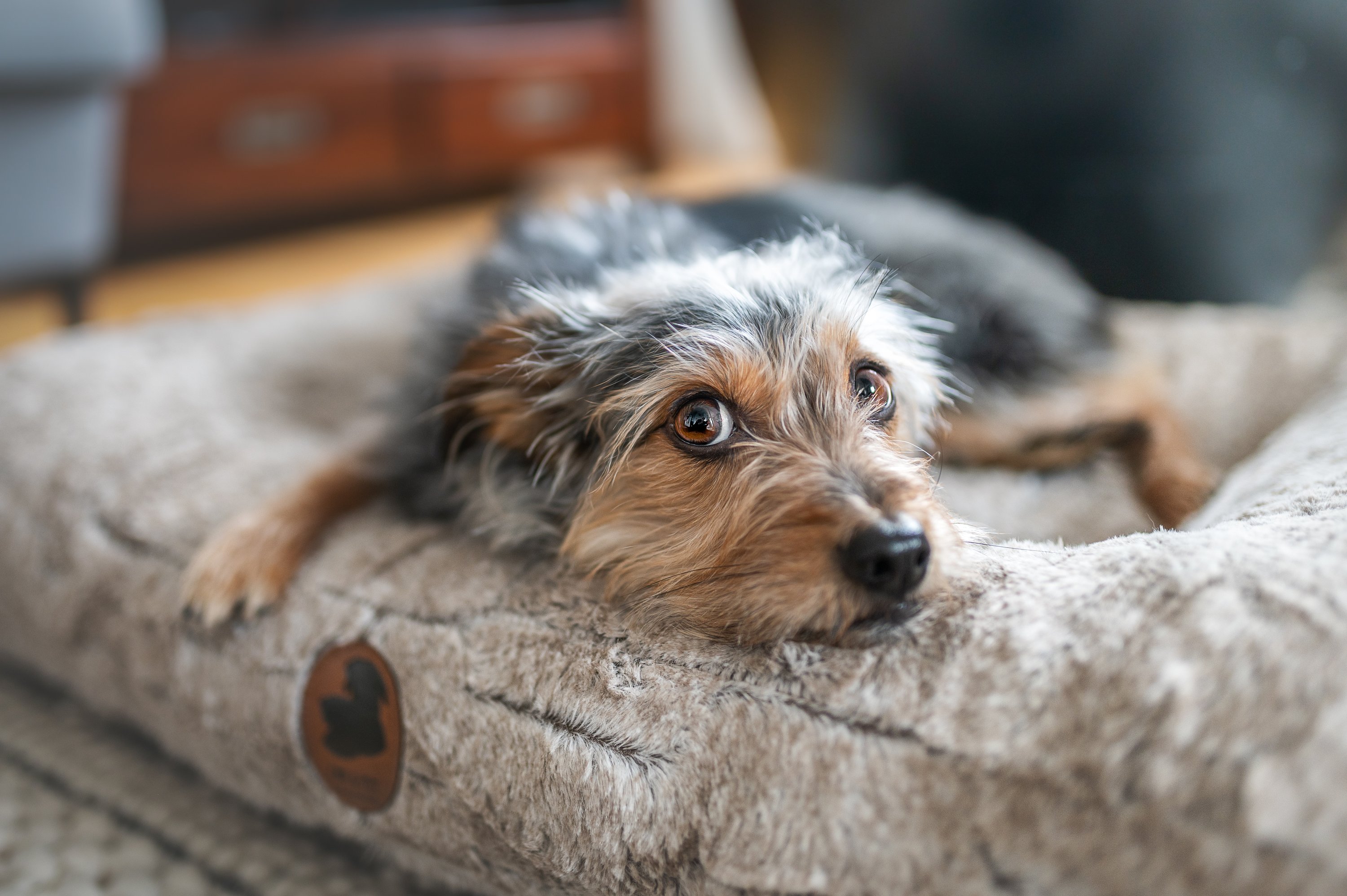 Kleiner Hund liegt auf orthopaedischem Hundebett und schaut in die Kamera