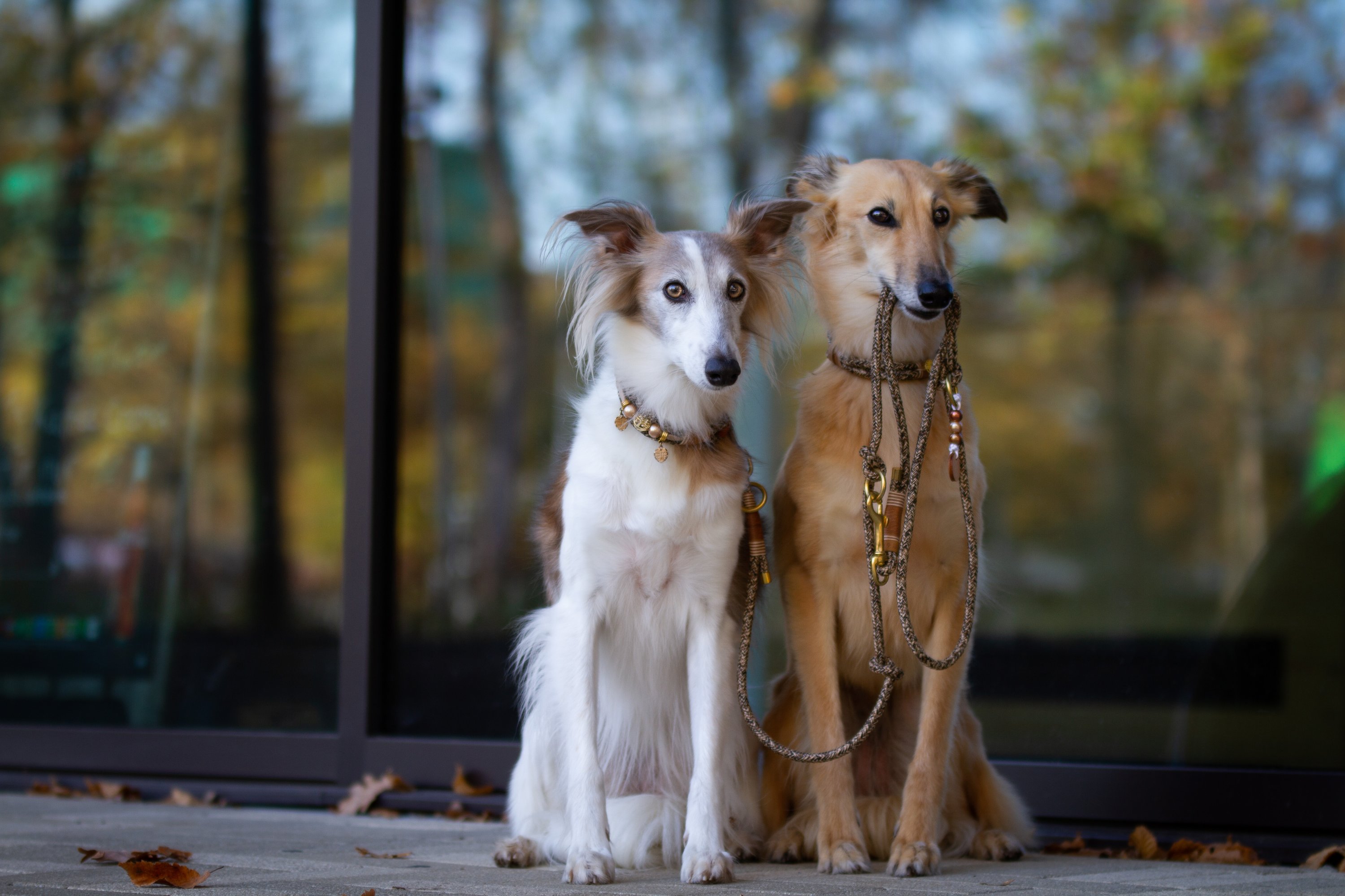 Hundepaket Tau mit Perlen: Hundegeschirr,Tauhalsband mit Perlen, Tauleine + gratis Geschenk