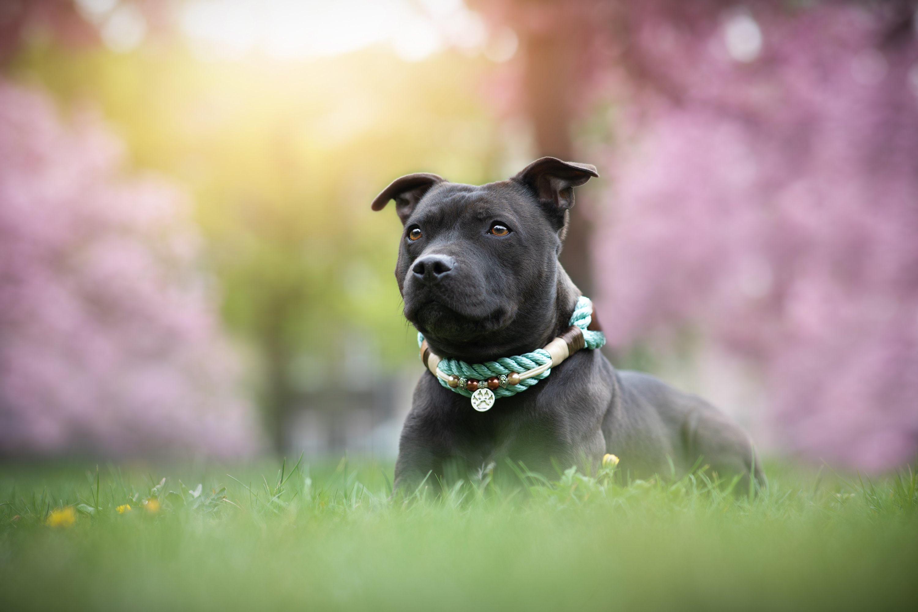 Rope collar with beads Logan XS (20-25cm)