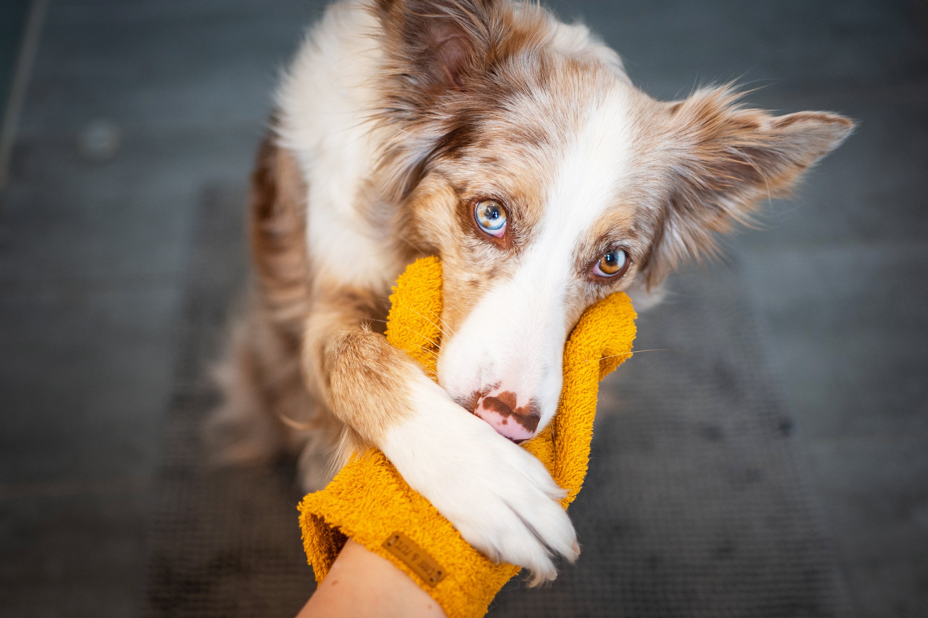 Hund schnueffelt an gelbem Waschhandschuh