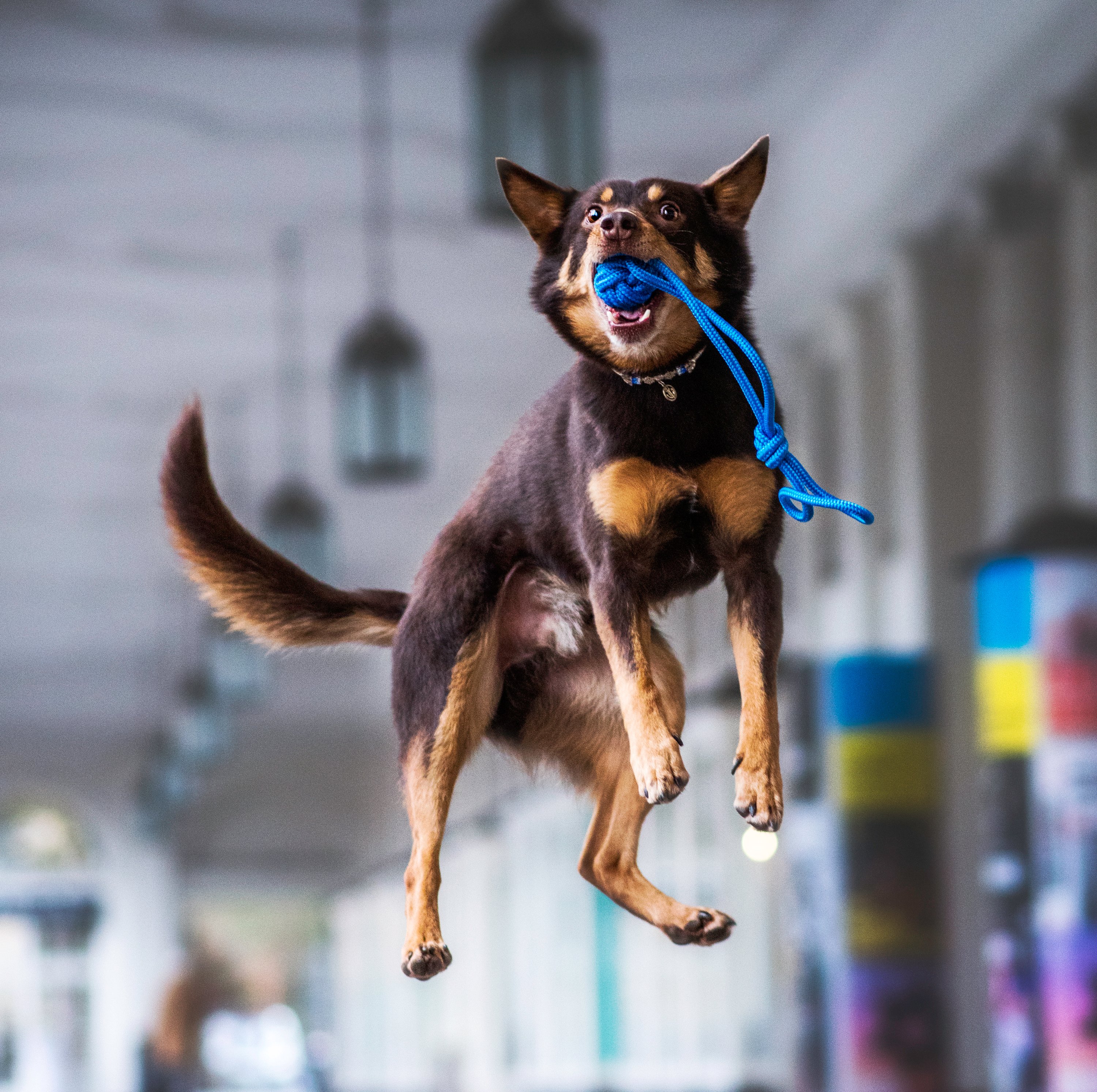 Hund huepft hoch mit blauem Tauspielzeug im Maul 