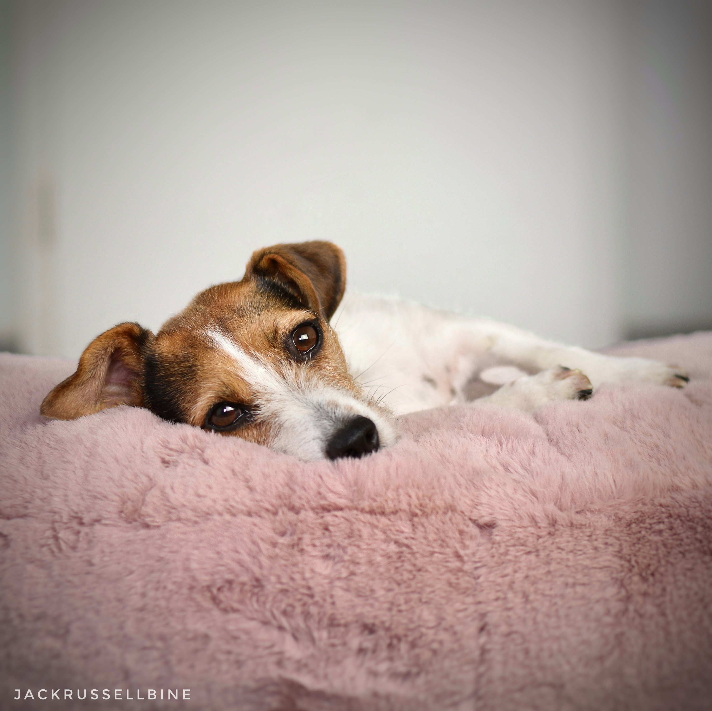 Jack Russel Terrier liegt auf rosa flauschigem orthopädischem Hundebett