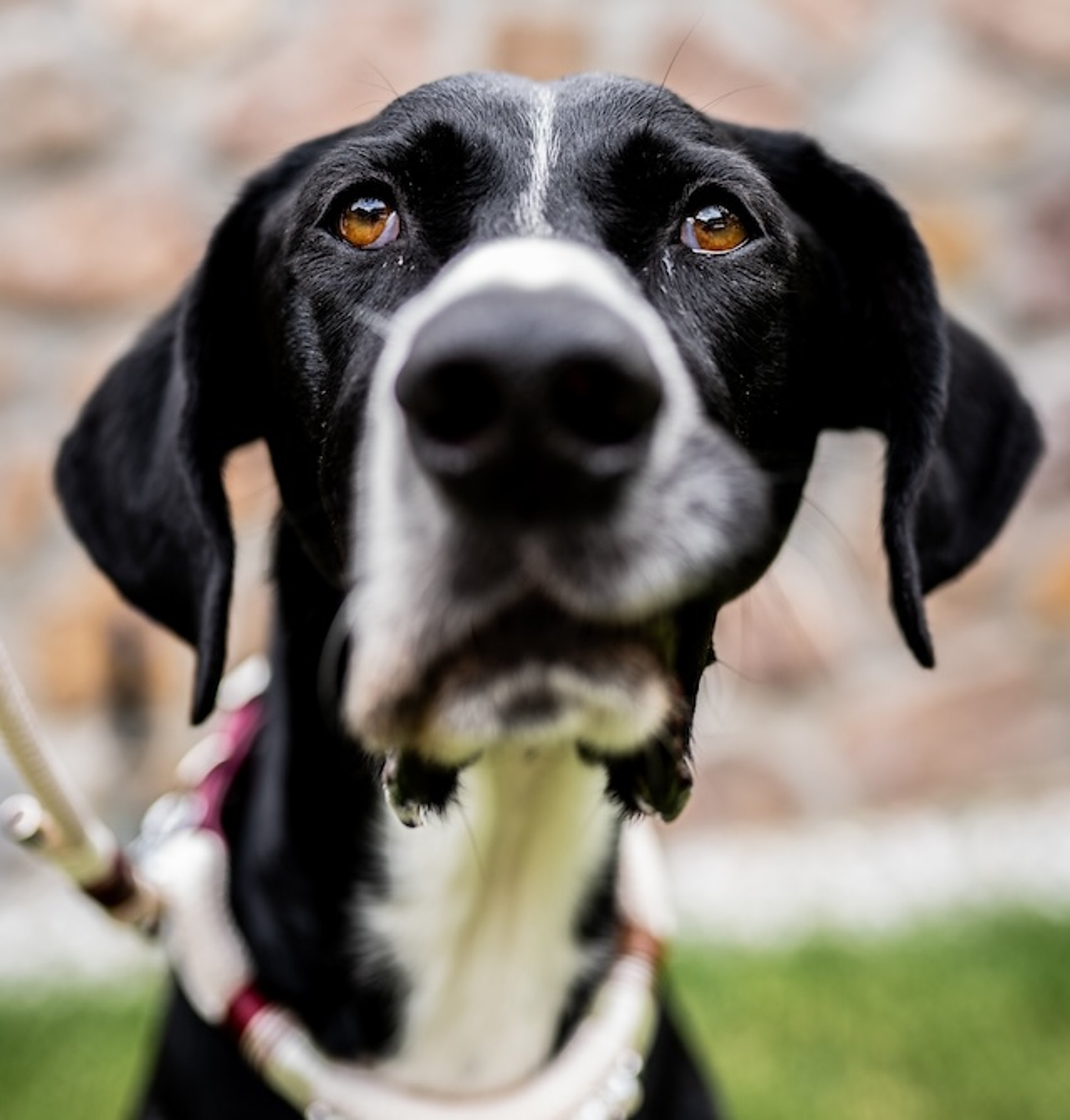 Hund Pointer Portrait