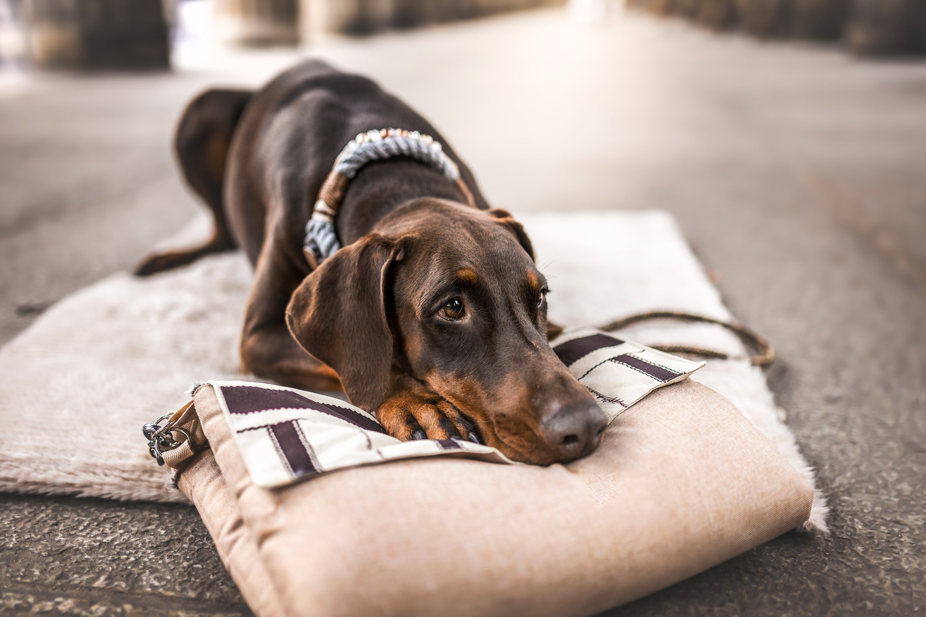 Brauner Hund mit Tauhalsband liegt auf Hundedecke von Reiserucksack