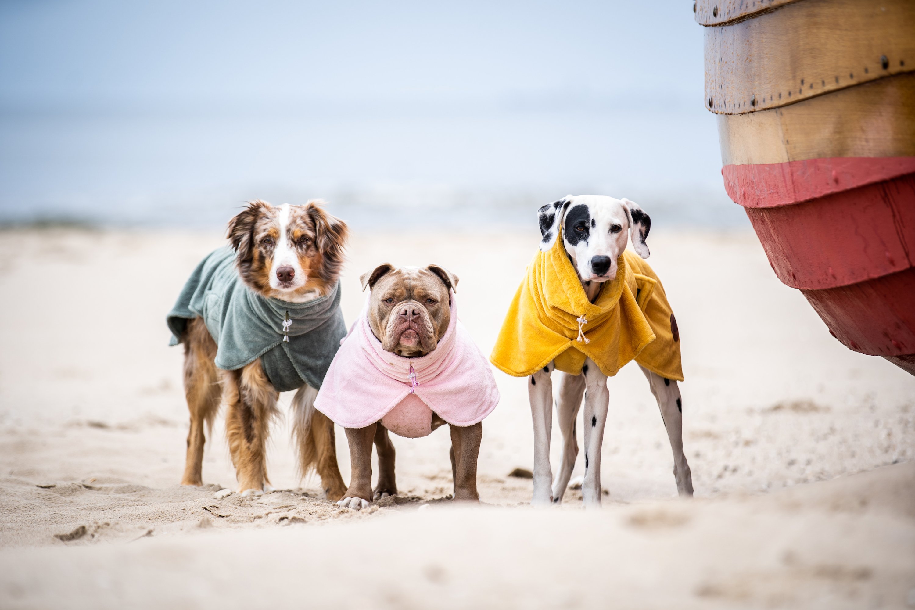 Drei mittelgroße Hunde mit Hundebademaenteln in Olive, Rosa und Gelb stehen am Strand 
