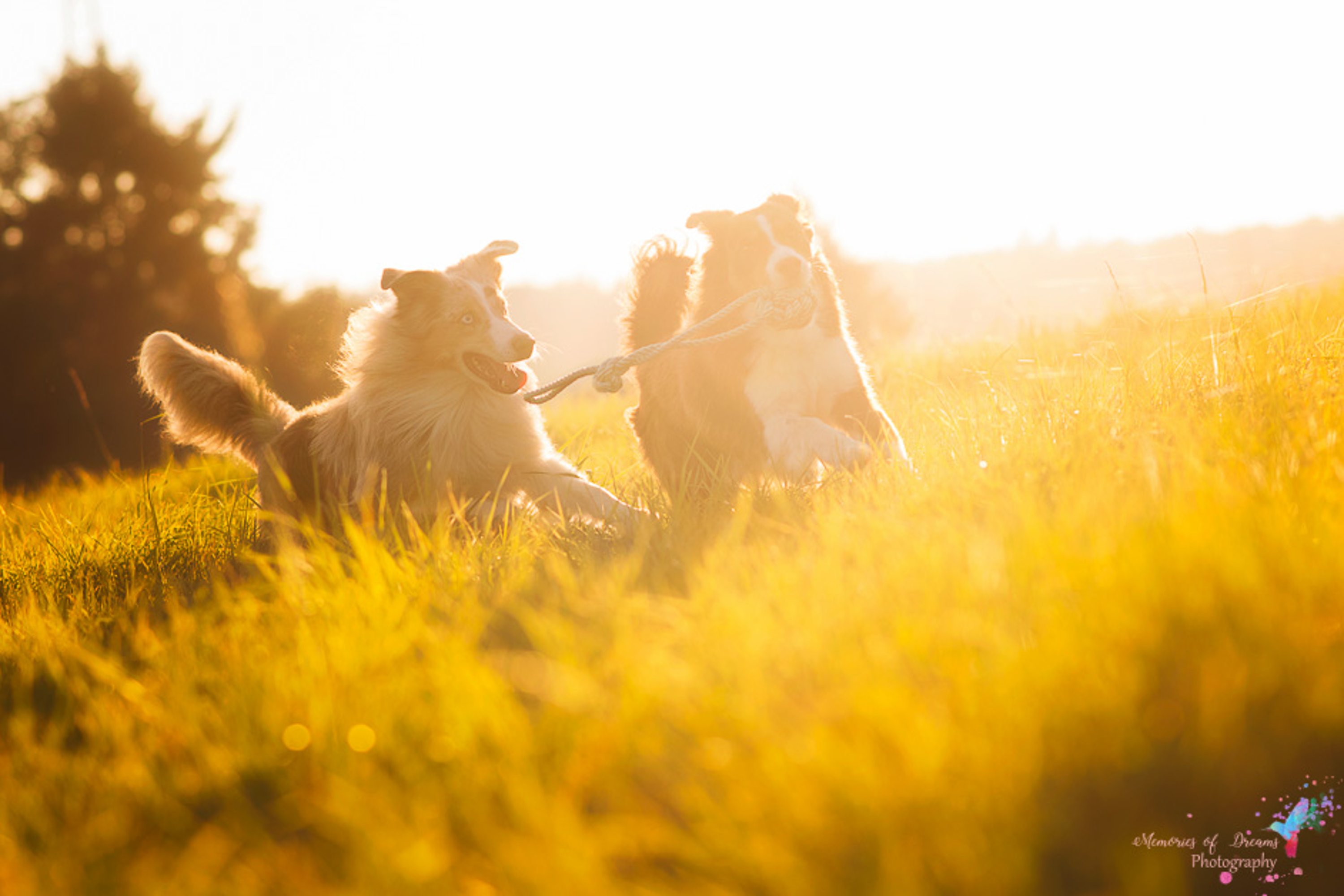 Zwei Hunde laufen mit Spielzeug im Maul im Sonnenlicht auf einer Wiese