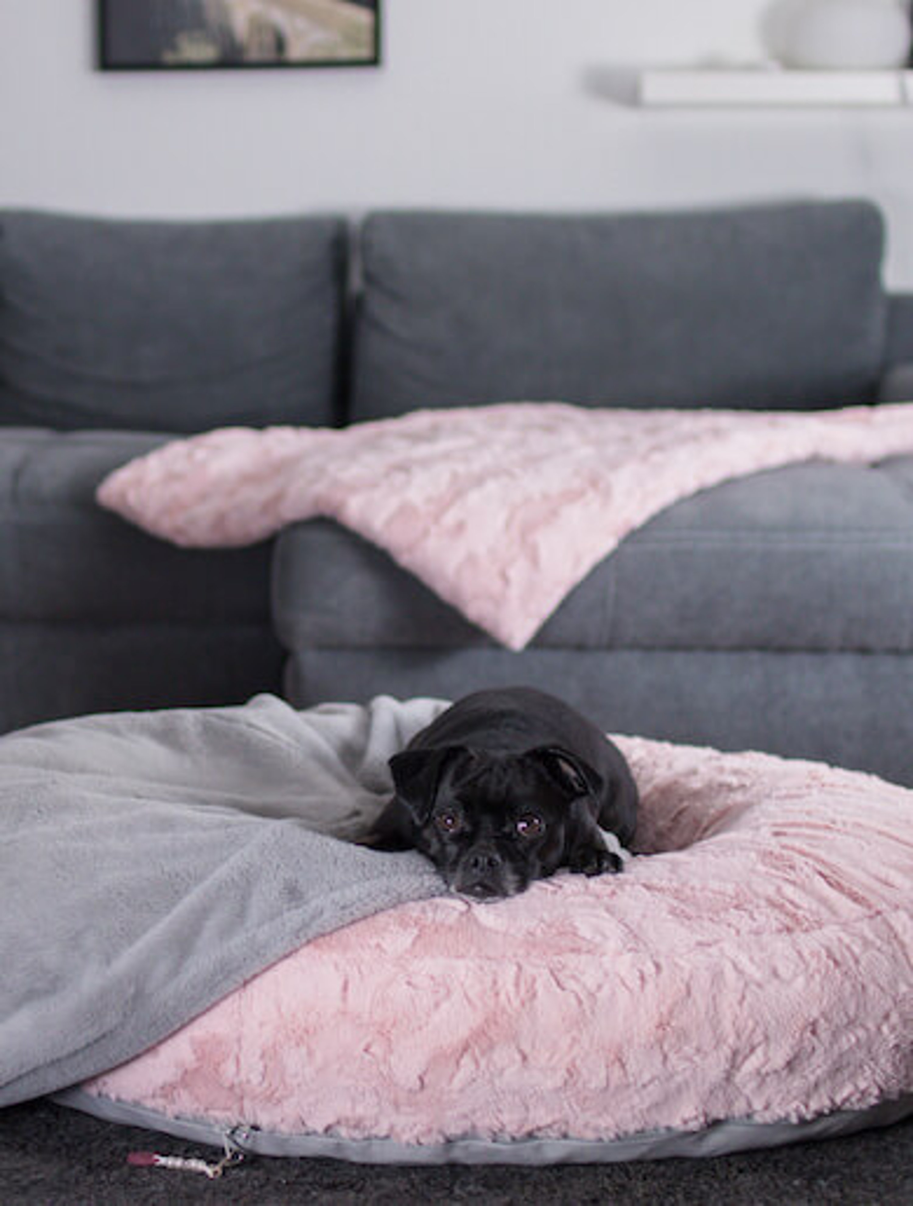 kleiner Hund liegt in grossem rosa Hundebett mit grauer Hundedecke