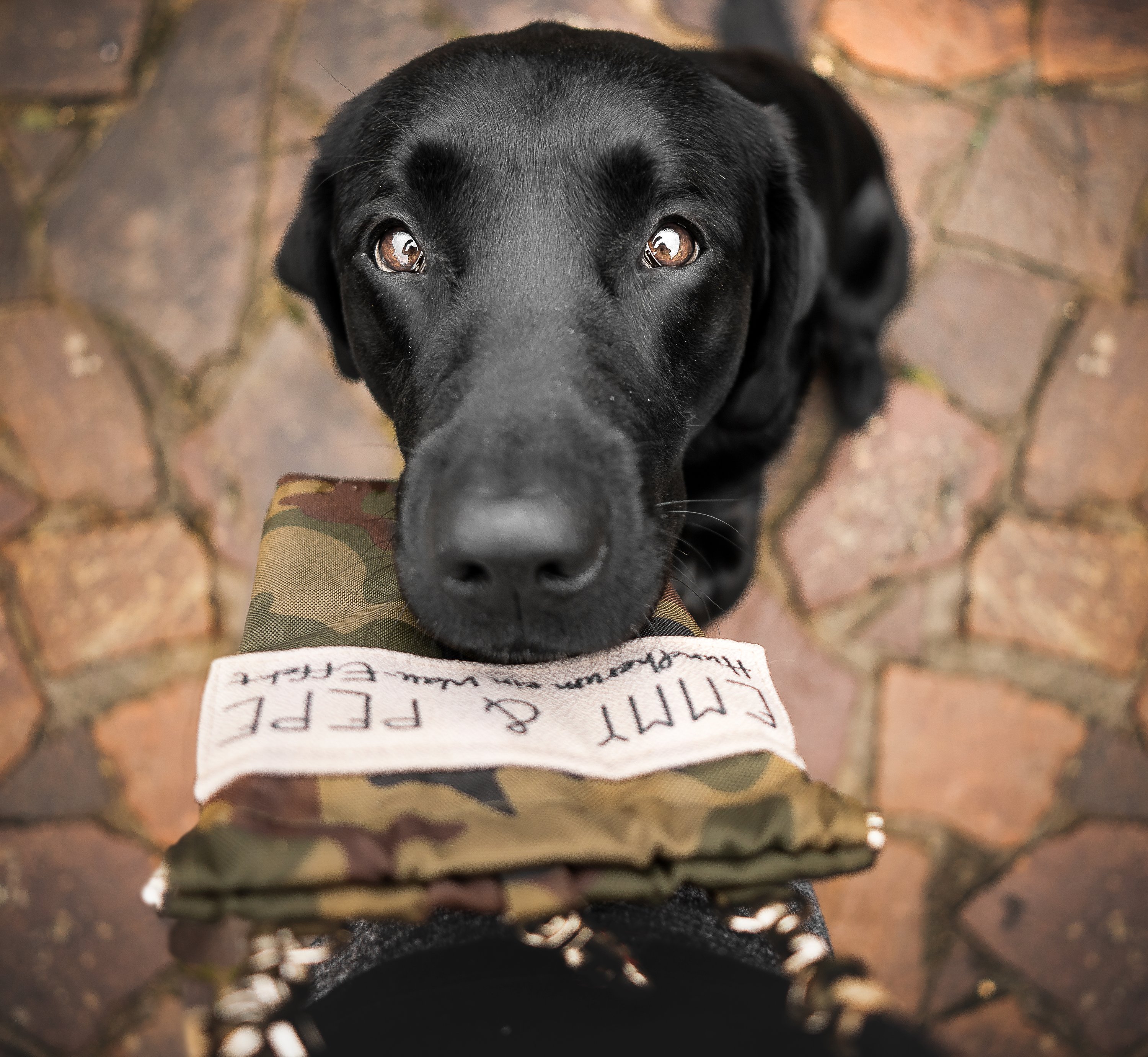 Hundepaket Unterwegs: Tauhalsband ohne Perlen, Tauleine, Wau-to-Go + gratis Geschenk