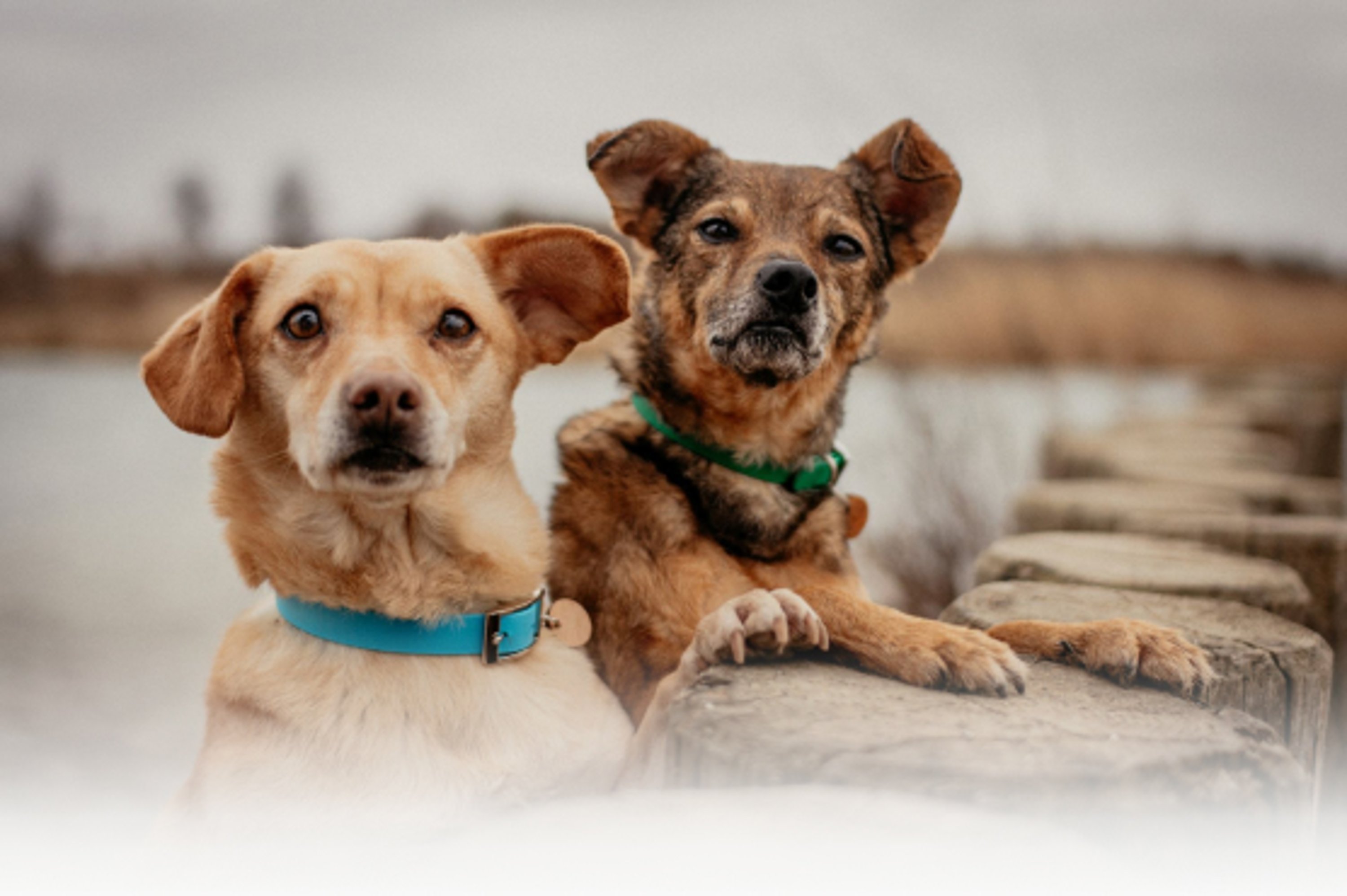 zwei Hunde mit gruenem und blauen Hundehalsband aus Biothane schauen in die Kamera 
