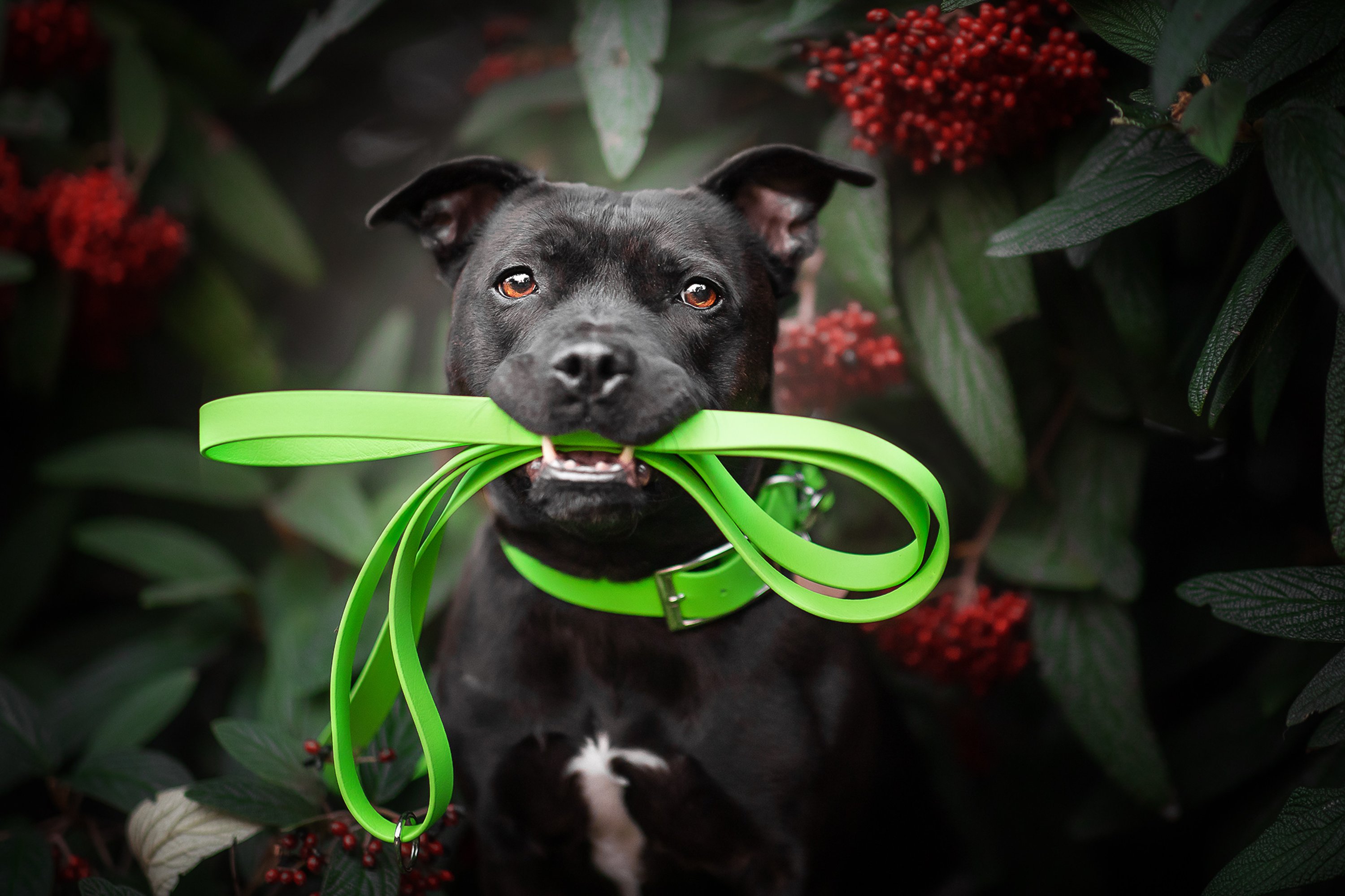 Schwarzer Hund mit neon gruener  Biothaneleine im Maul vor Gebuesch