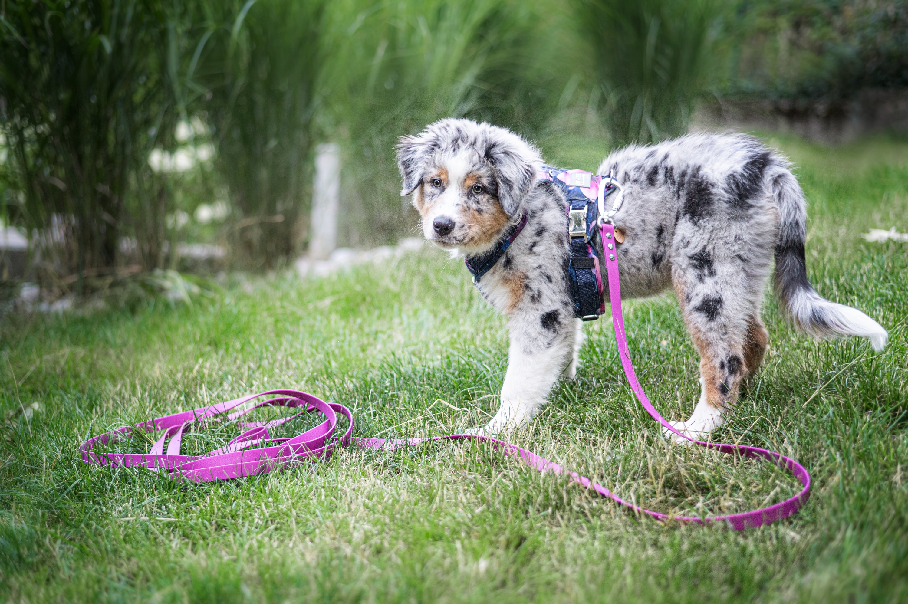 Puppy package 4, dog harness, biothane leash, biothane collar plus gift