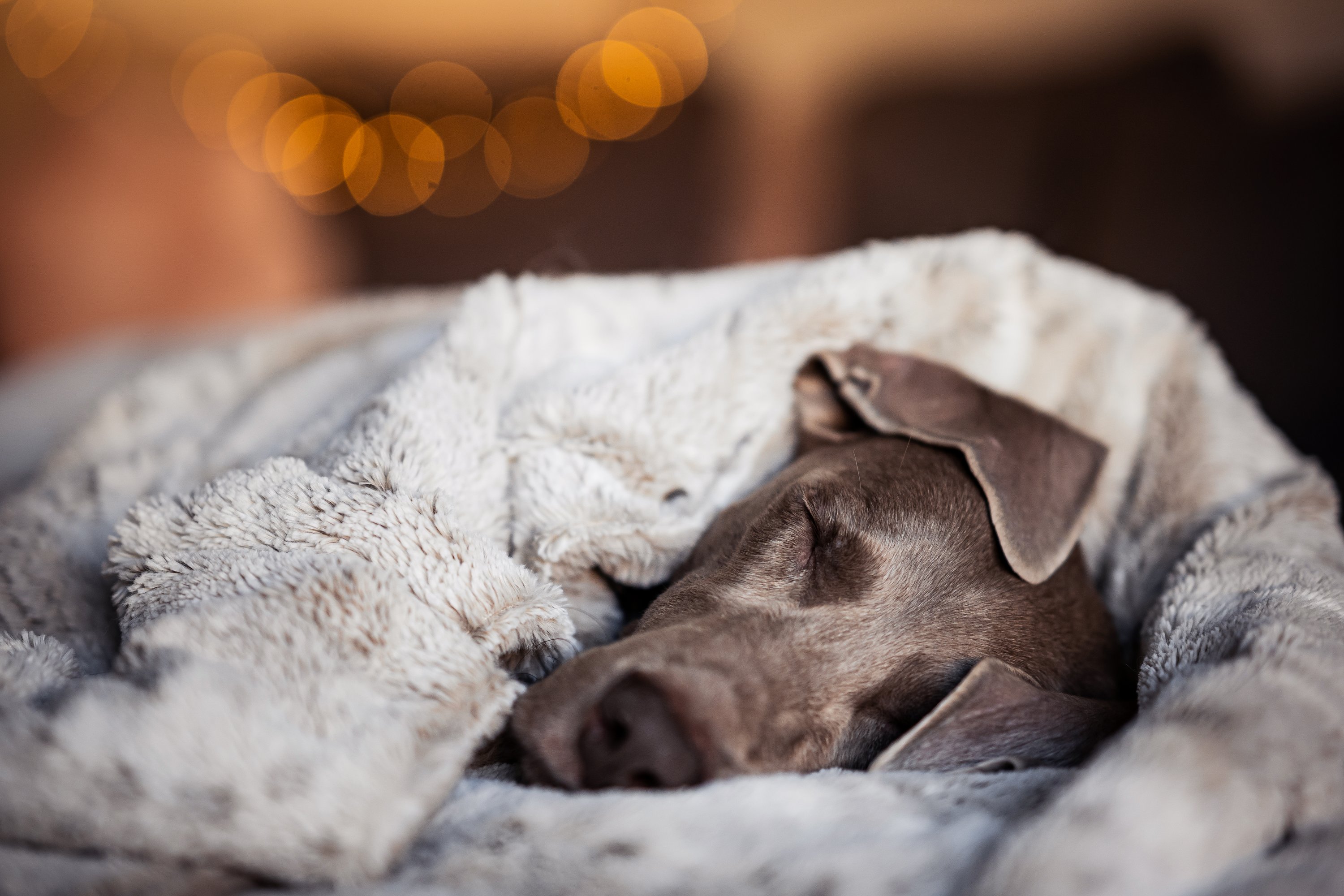 Wie schläft dein Hund gesund