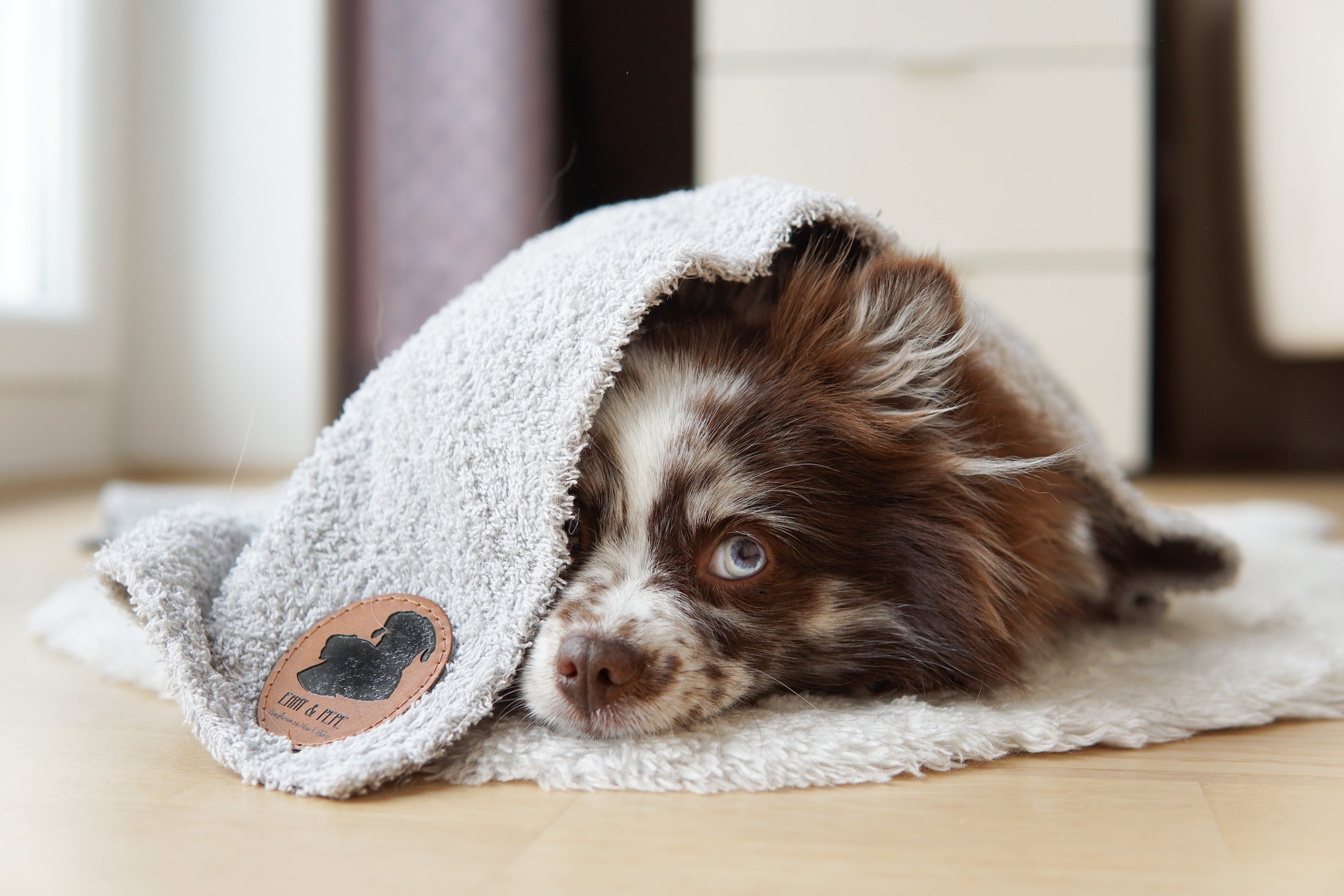 Chihuahua versteckt sich unter grauem Hundehandtuch