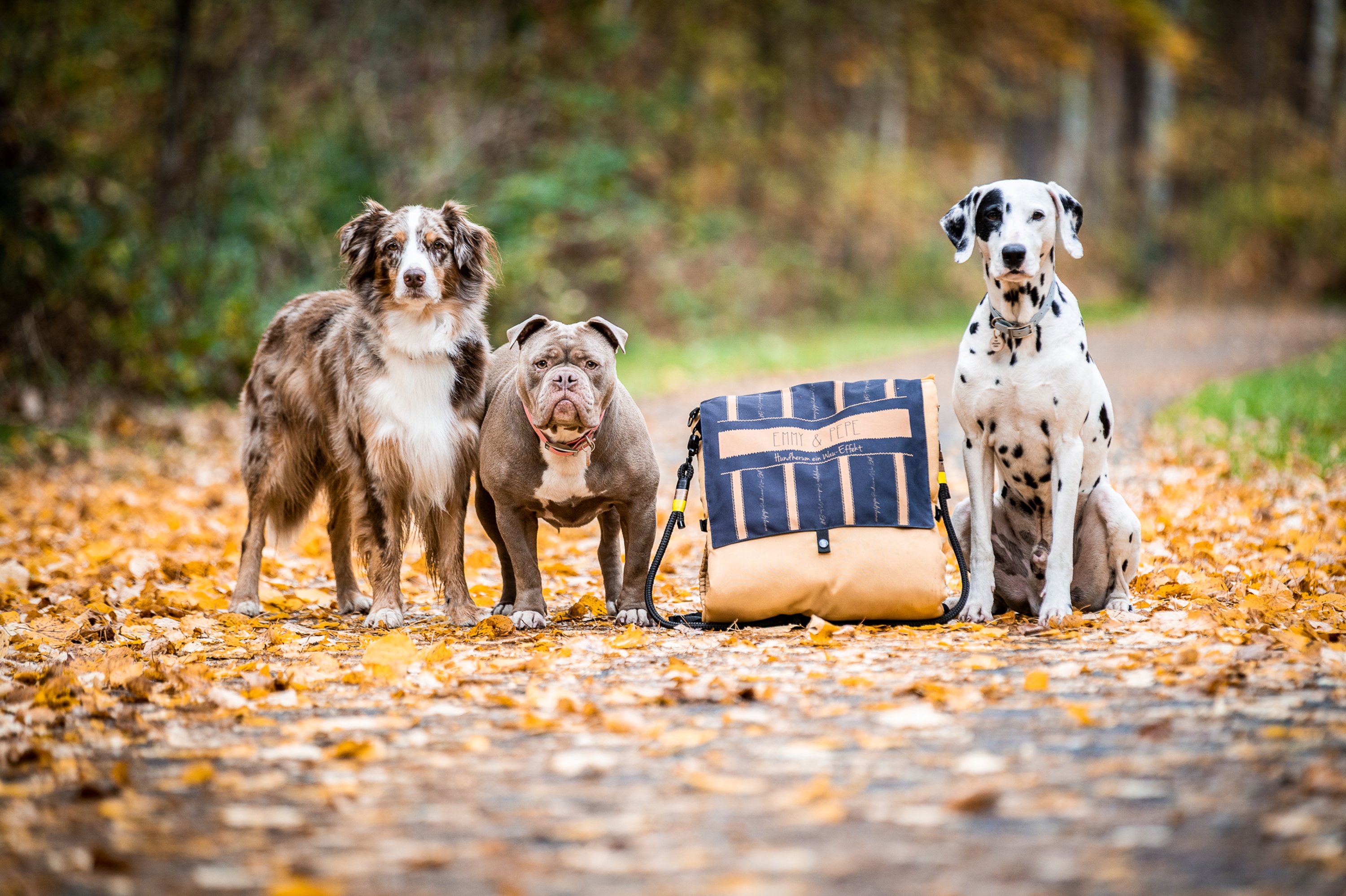 Drei Hunde im gelben Laub neben gelb-blauem Rucksack
