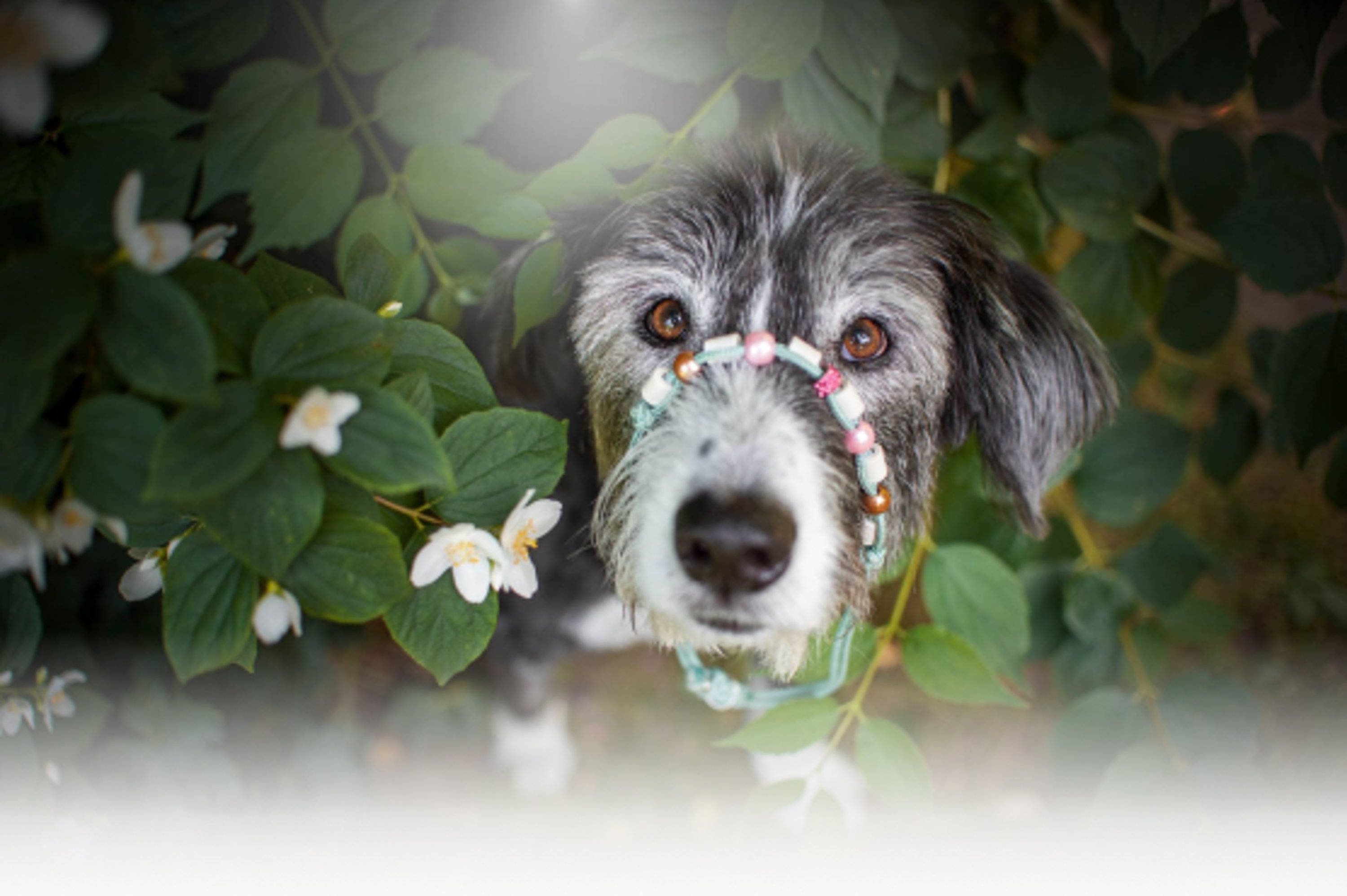 Hund mit Keramik-Halsband auf der Schnauze schaut aus einem Gebuesch hervor