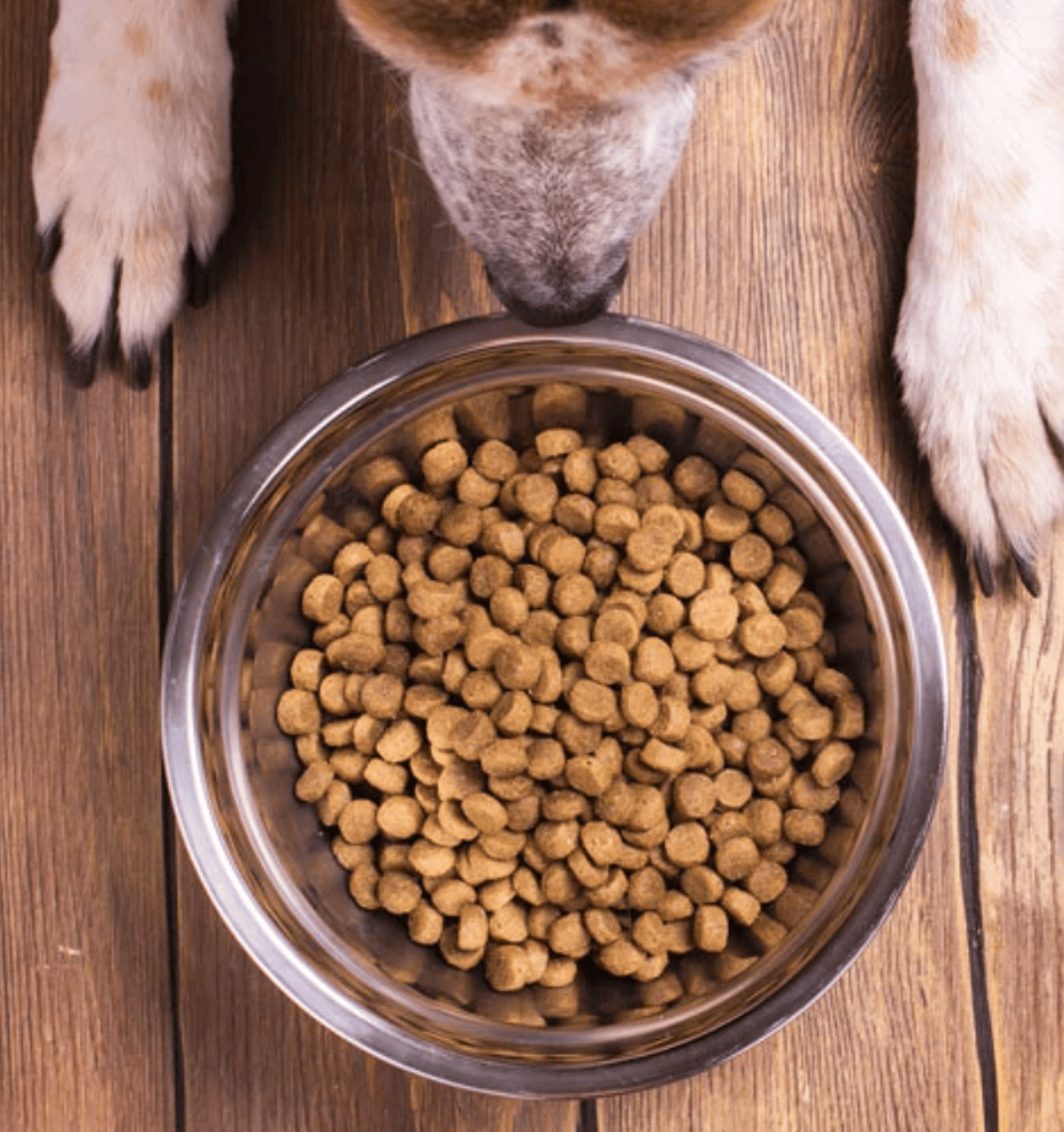 Hundefutter Blog Bubeck