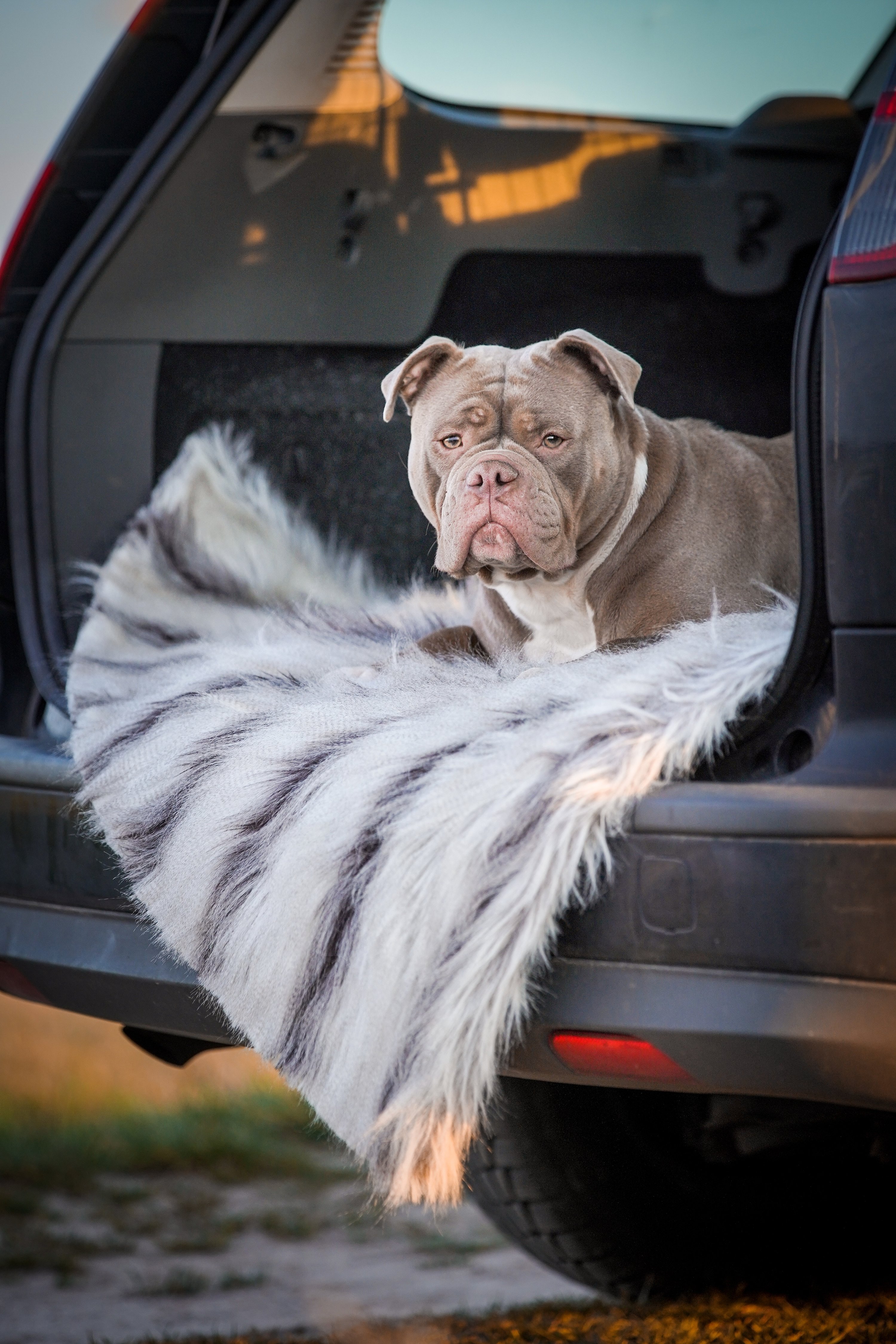 Bulldogge liegt auf einer Hundematte im geoeffneten Kofferraum