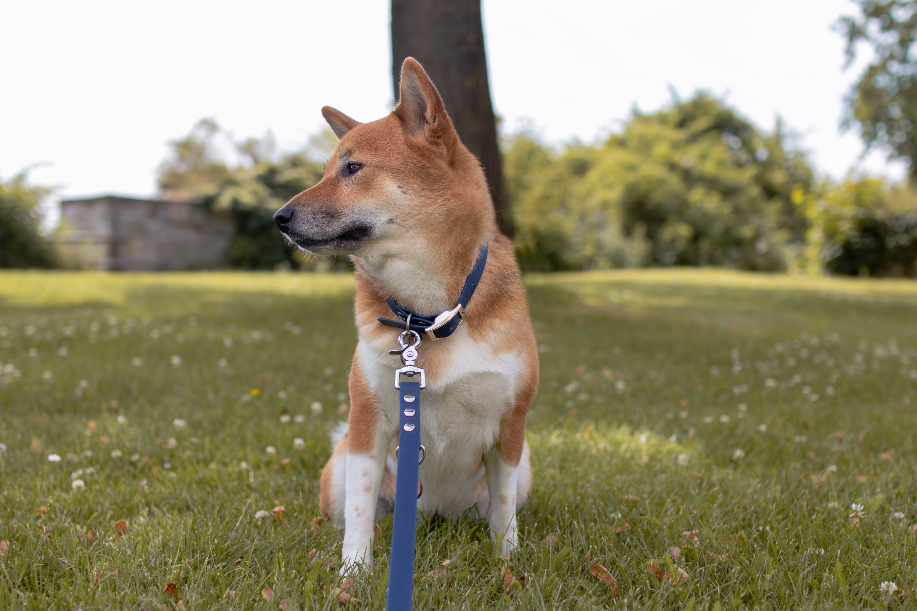 Biothane Collar Dark Blue  