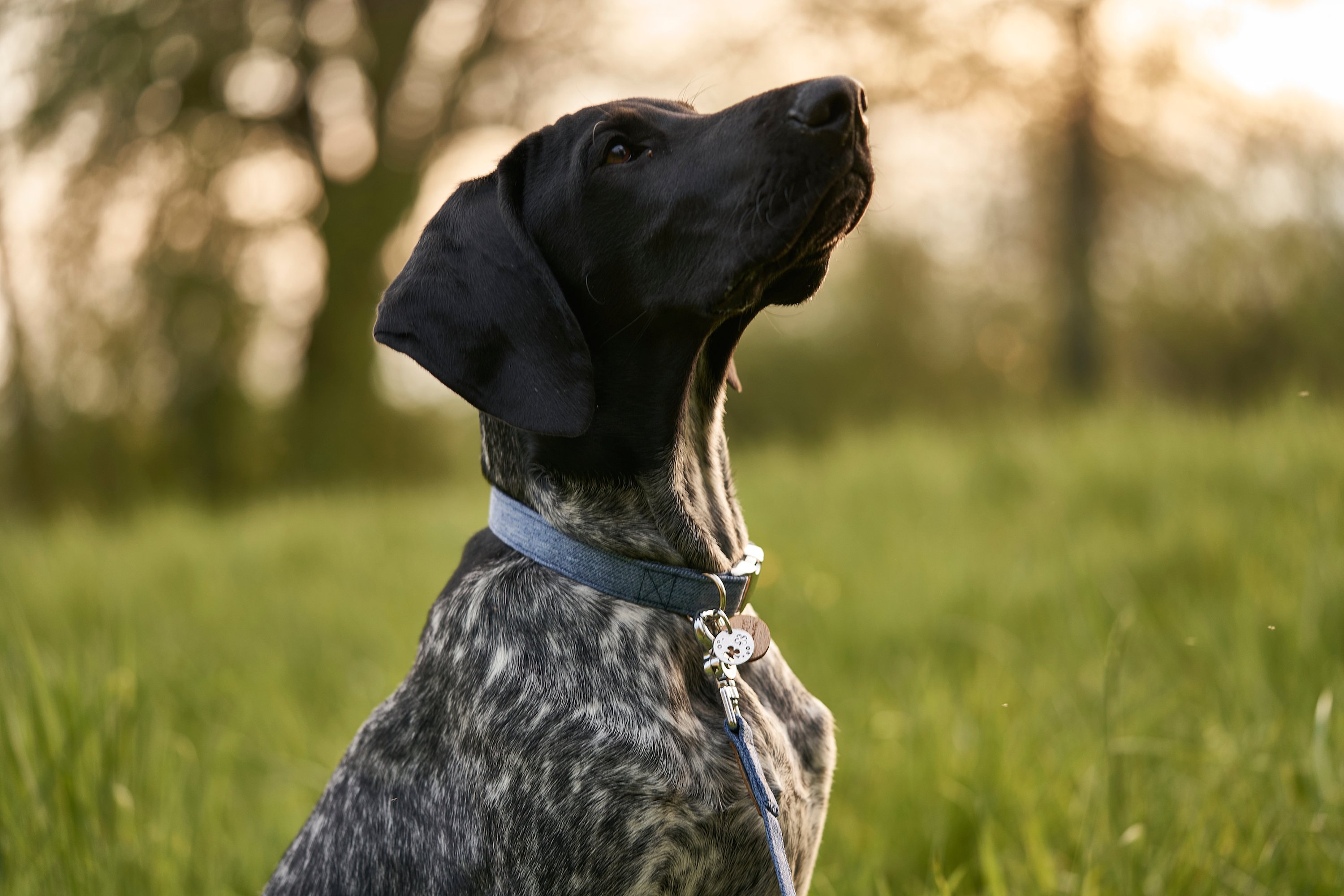 Hund mit blauem Jenas-Halsband in Wiese blickt nach oben