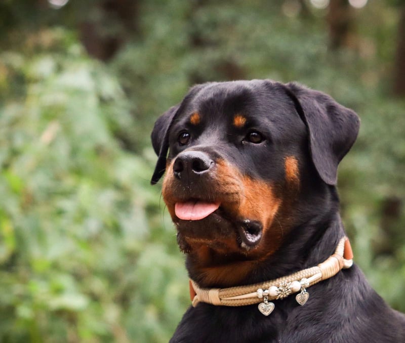 Wann ist es sinnvoll, dass der Hund einen Maulkorb trägt?