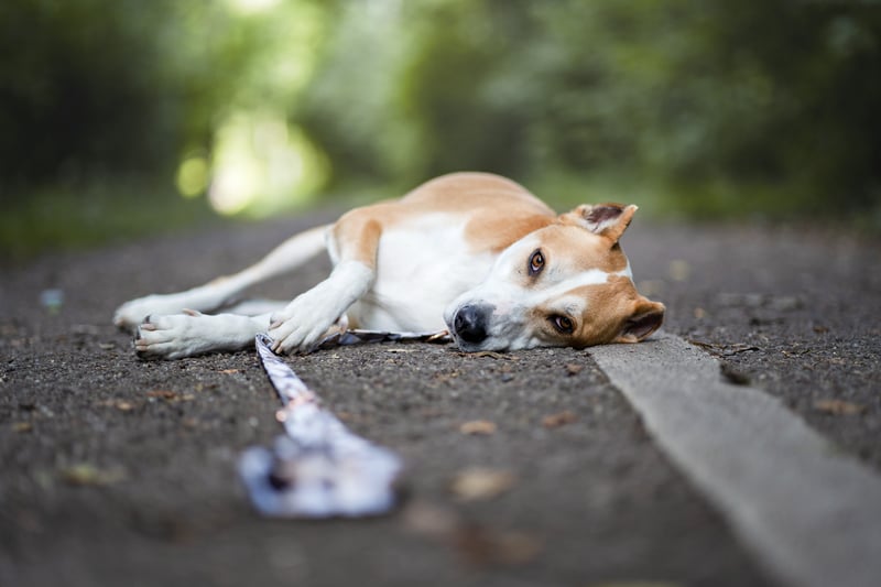 Wie verändern sich Hunde im Alter?