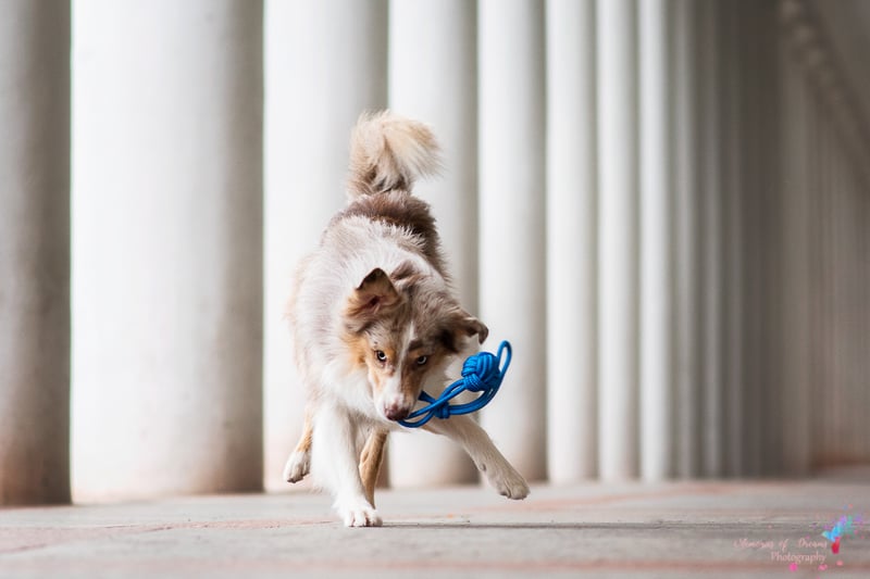 Körperliche Beschäftigung für den Hund