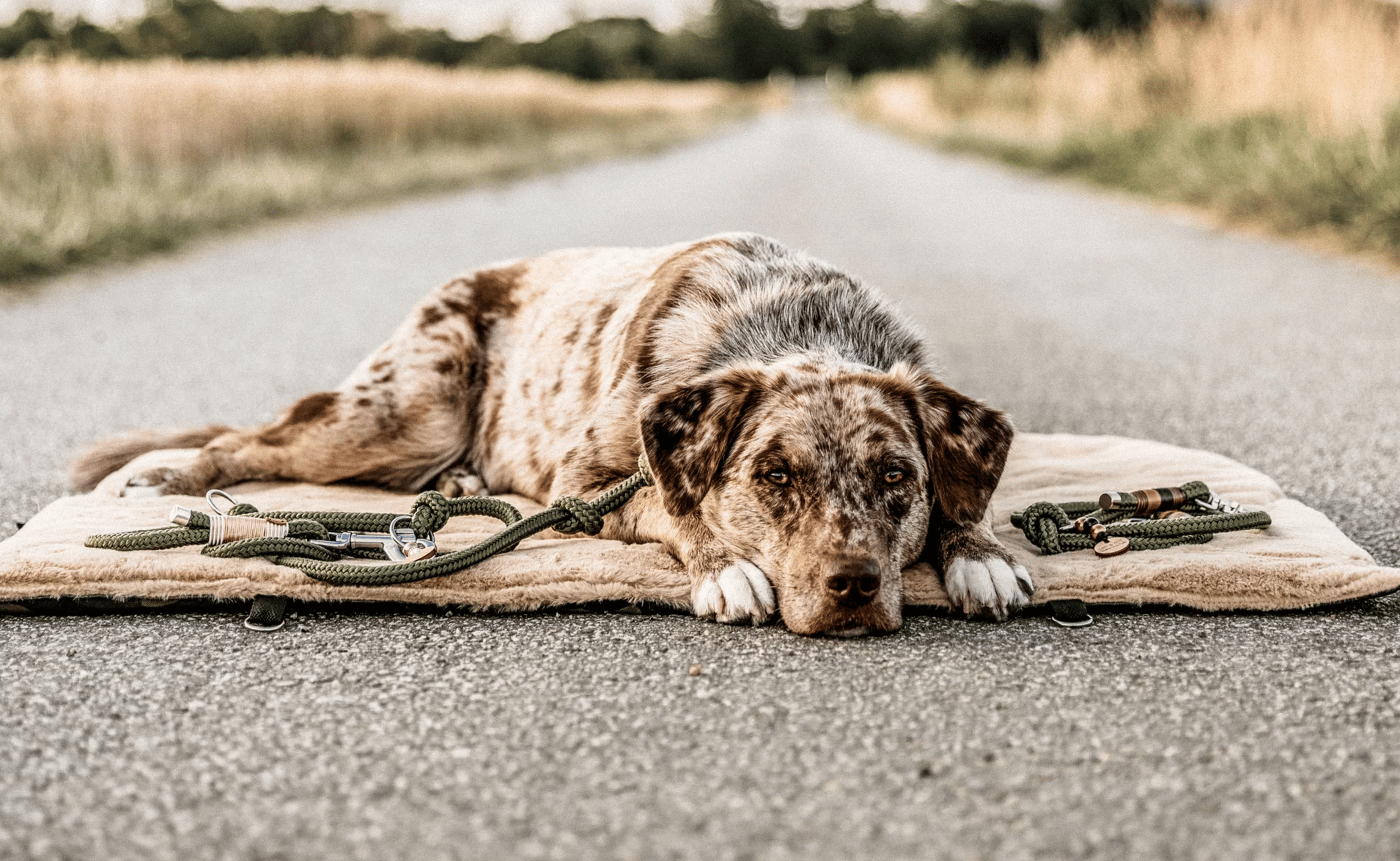 Wie schütze ich meinen Hund vor Ehrlichiose?