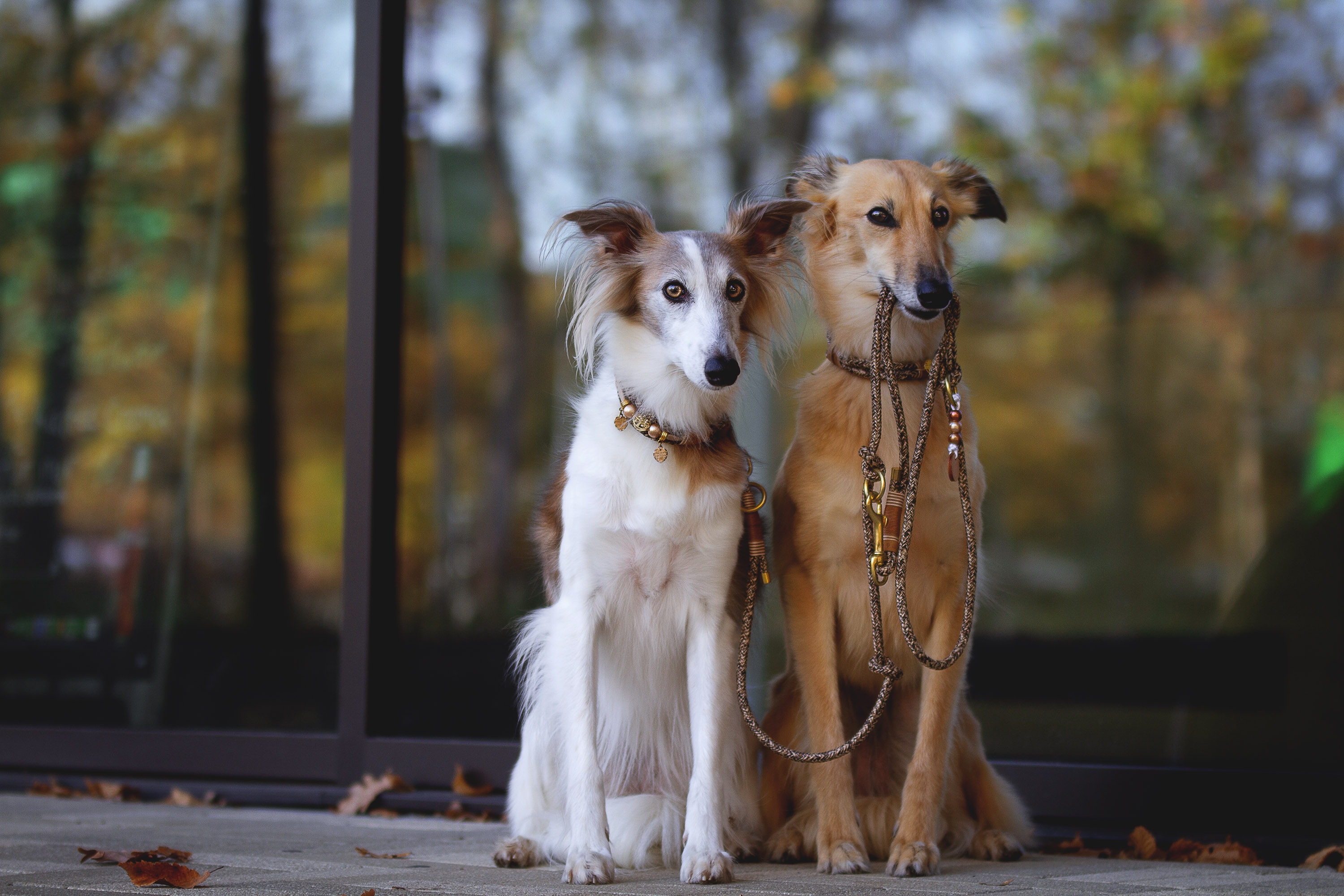 Windhunde - was du wissen musst