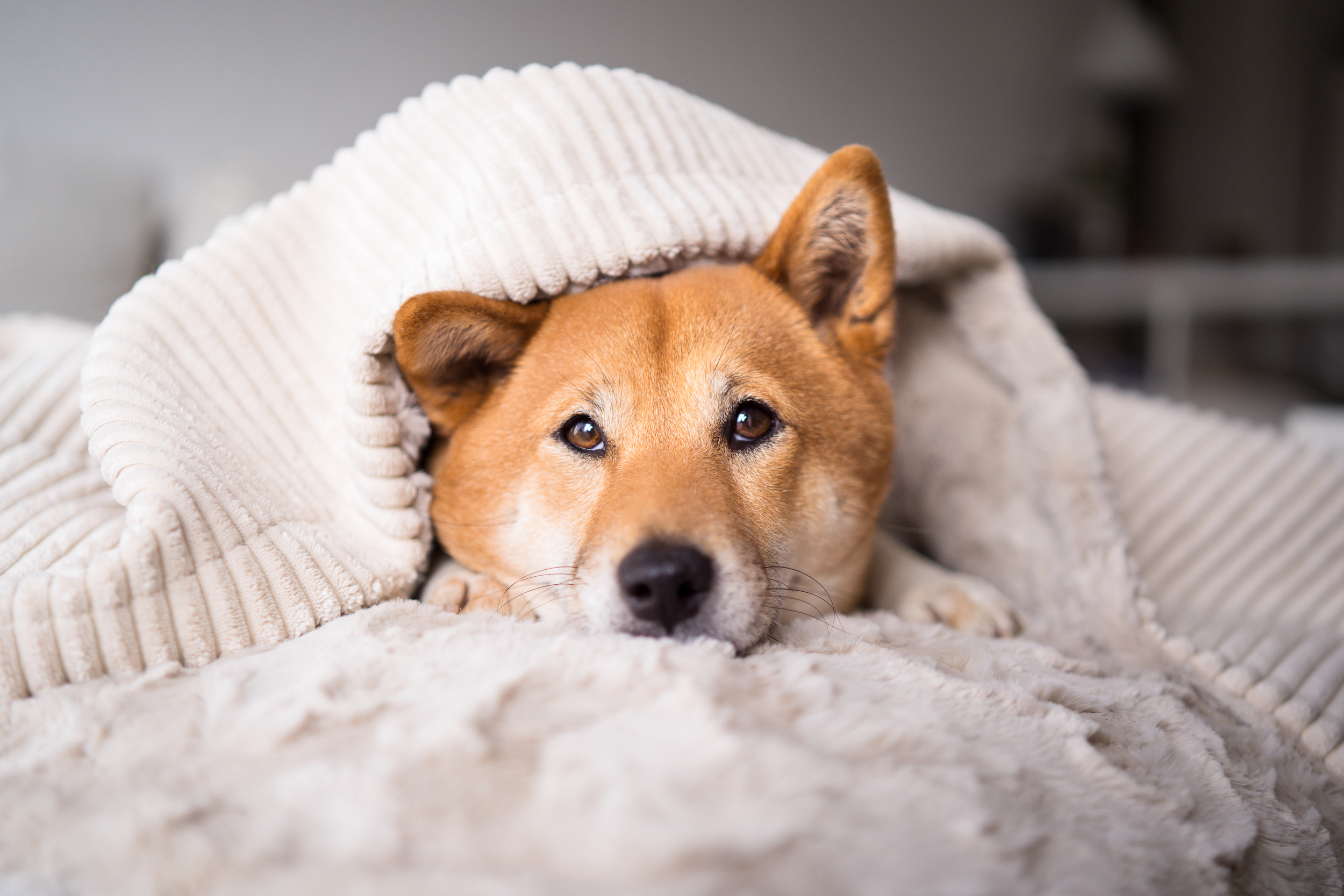 Hund liegt auf beigem Hundebett zugedeckt von beiger Hundedecke 