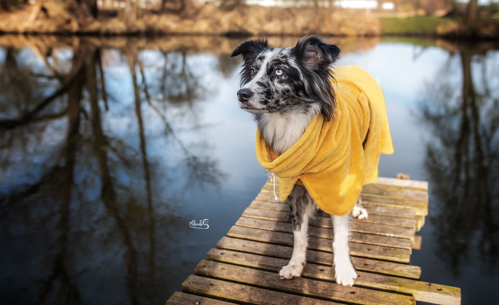 hund mit gelben bademantel auf steg