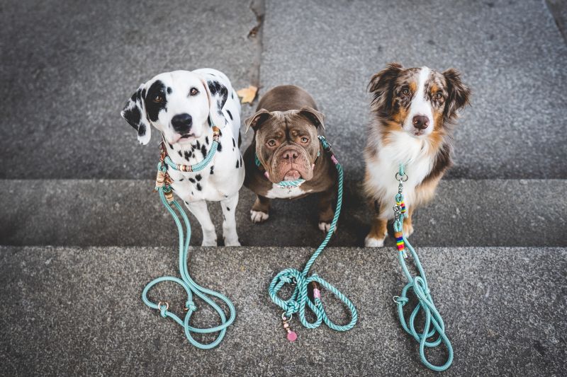 Leinenführung und Hundebegegnung - Anfänger 