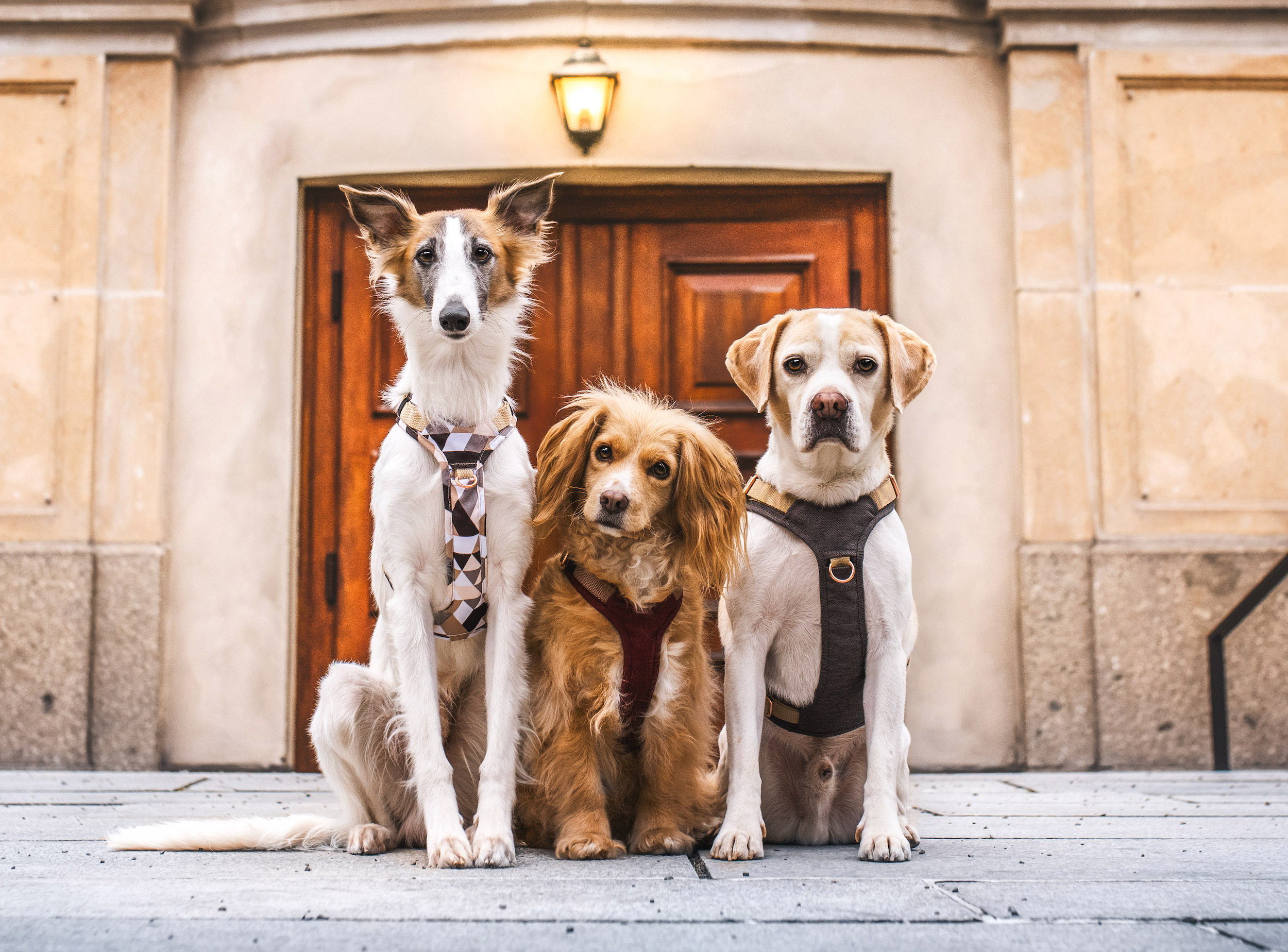 drei Hunde mit unterschiedlichen Geschirren stehen nebeneinander und schauen in die Kamera