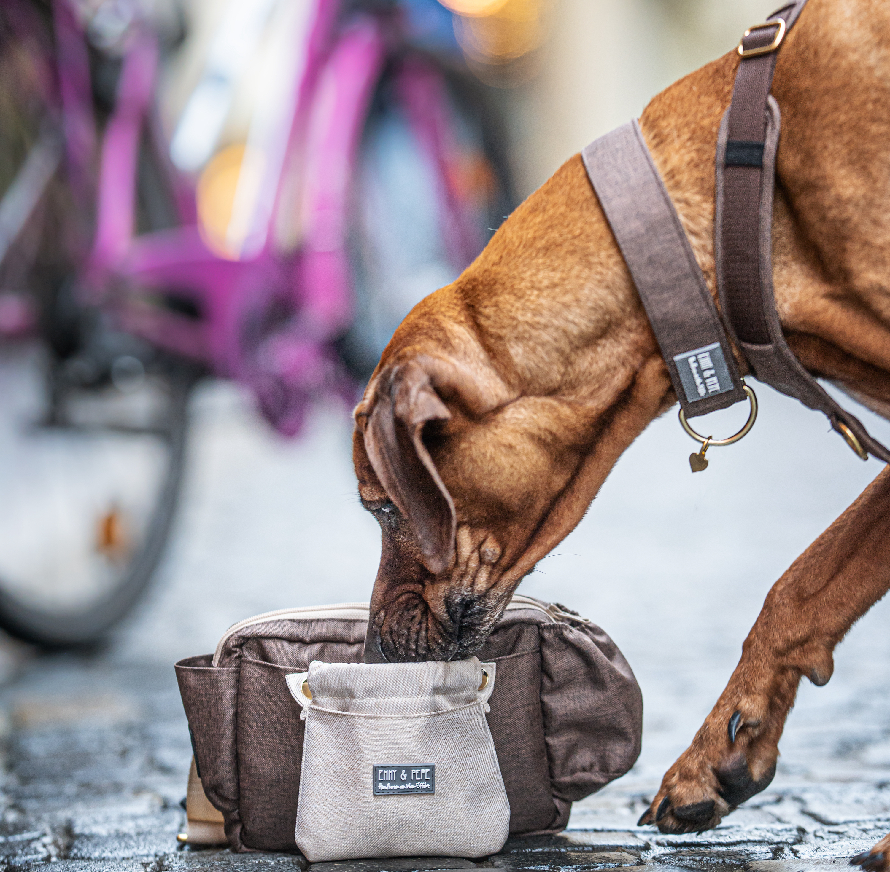 Brauner Hund mit braunem Geschirr und Halsband schnueffelt in braun-beiger Bauchtasche