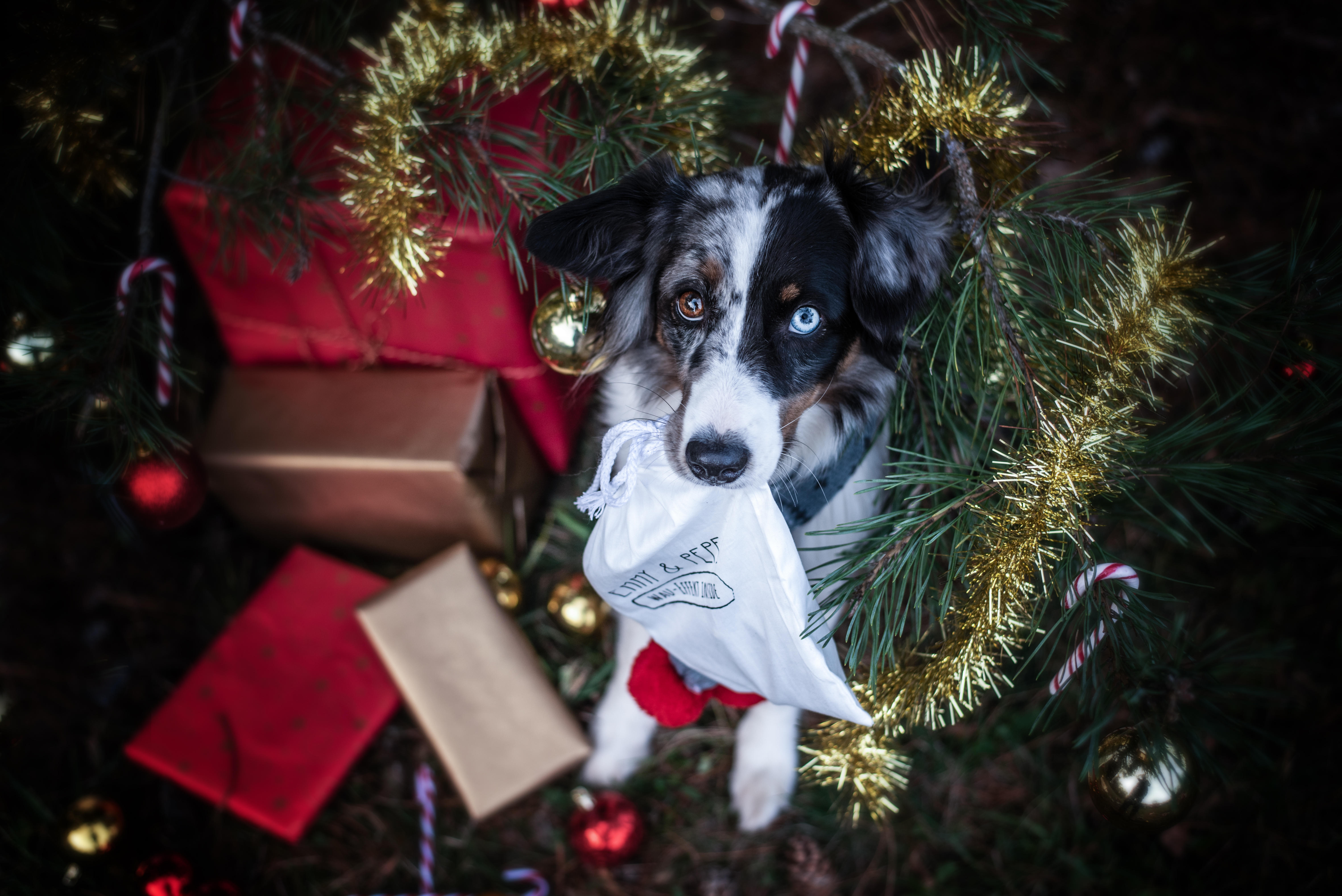 Weihnachtsbox Baden