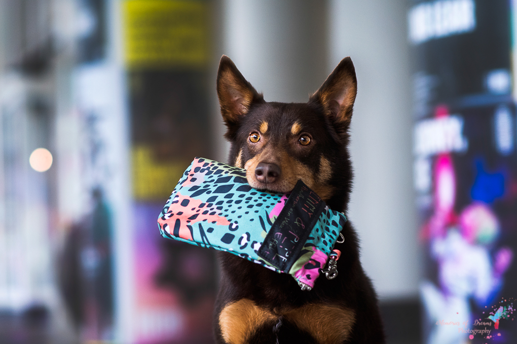 Hund mit Tasche