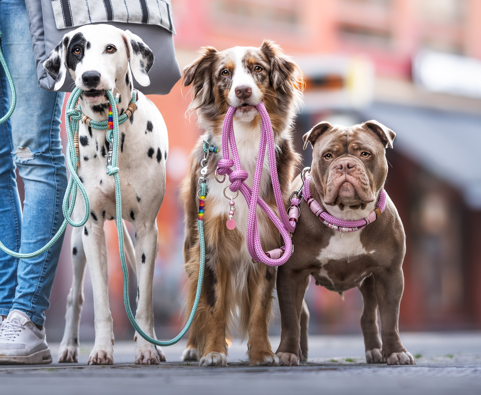 drei Hunde stehen nebeneinander mit Tauleinen im Maul