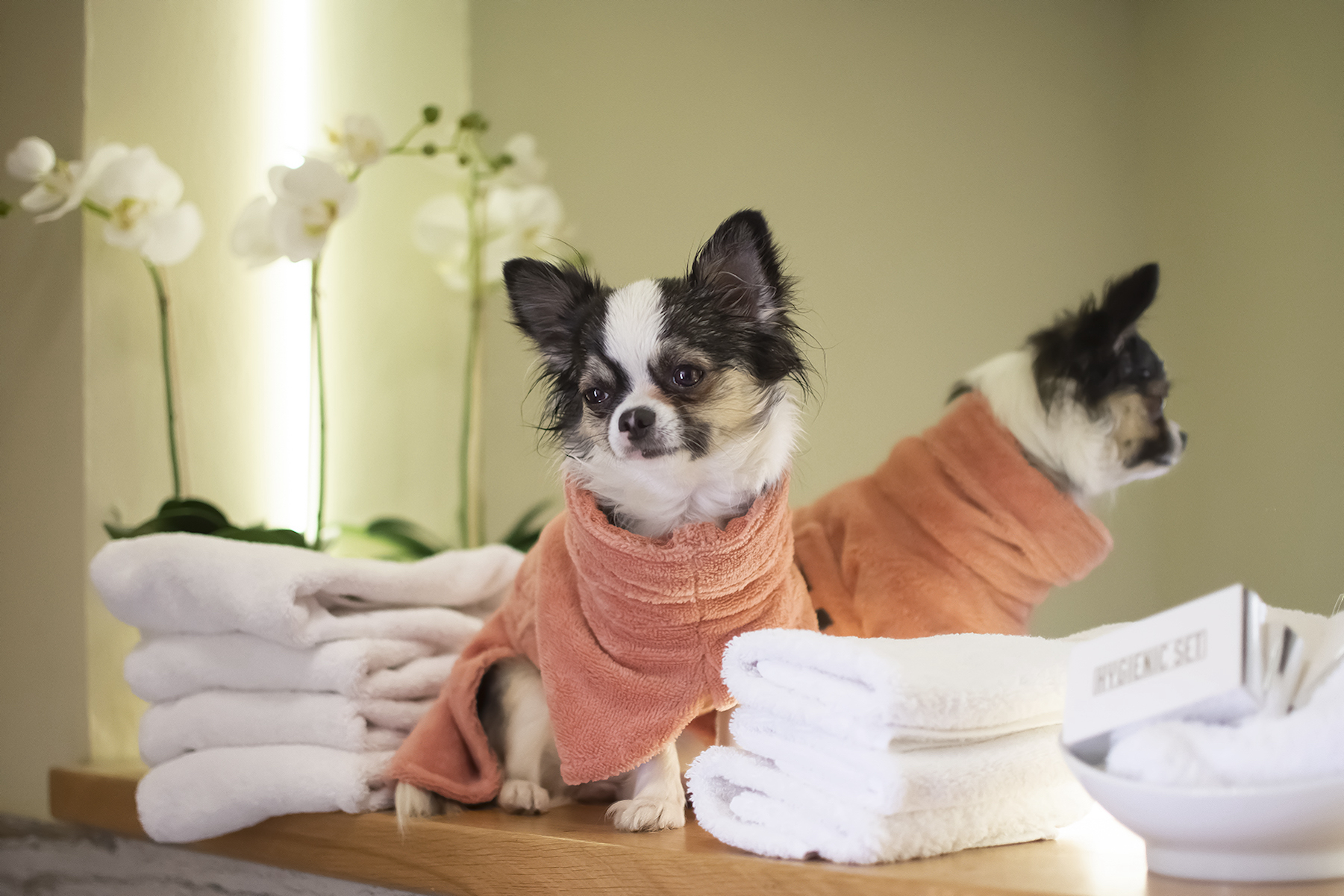 Chihuahua mit pfirsich farbenen Hundebademantel sitzt neben Handtuecherstapeln