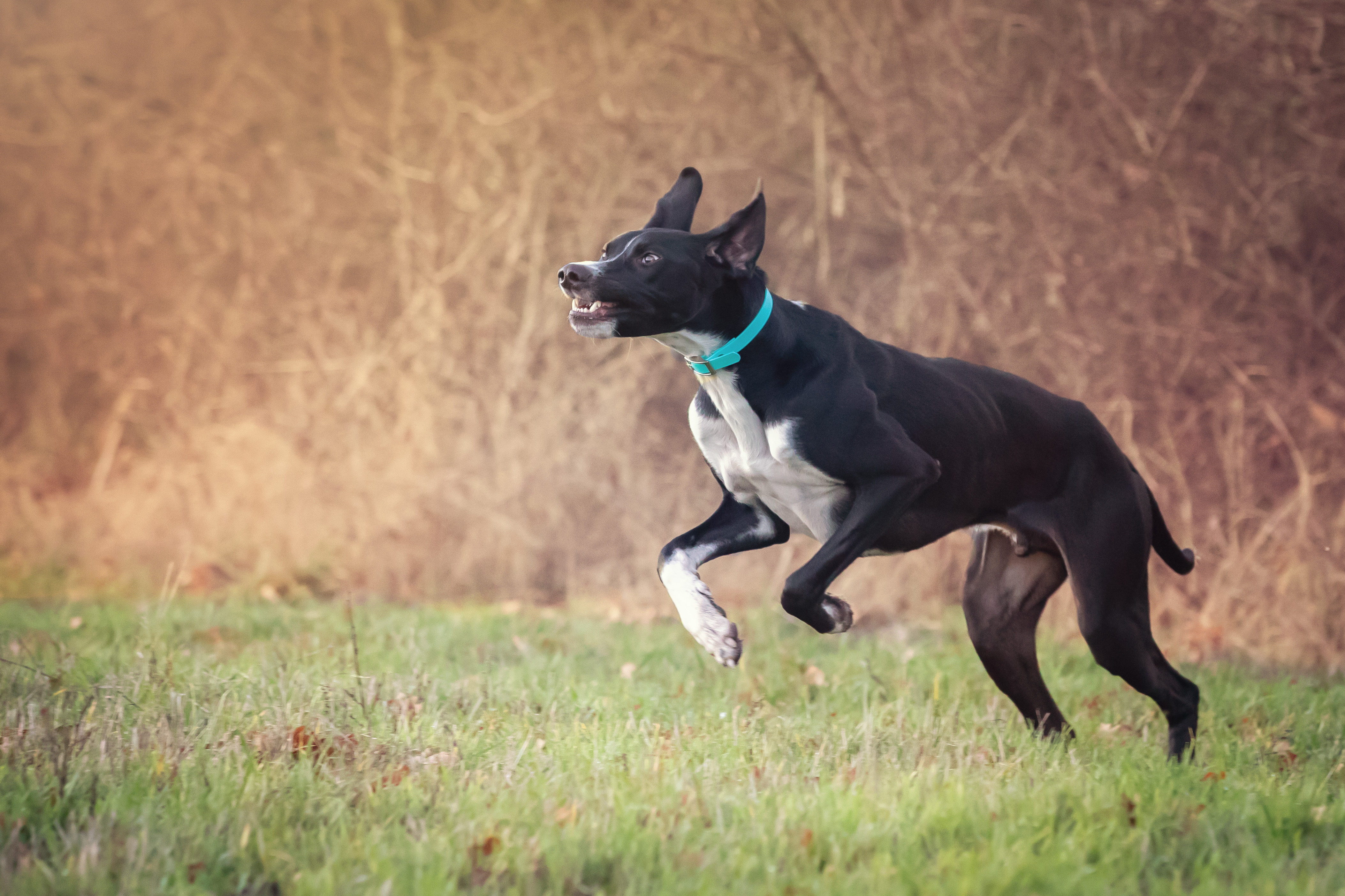 Beschäftigung für Hunde - Zwischen Auslastung und Ruhe
