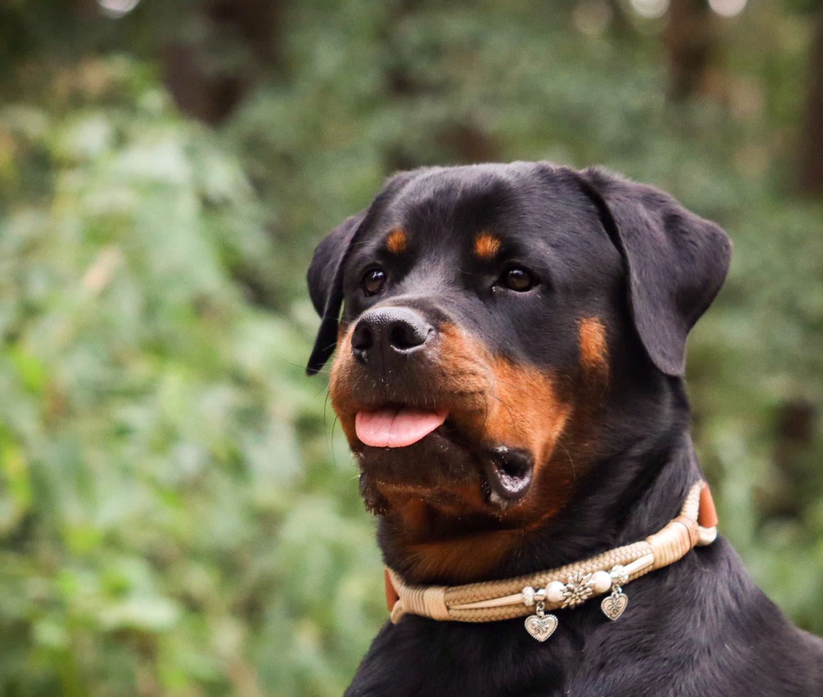 Wann ist es sinnvoll, dass der Hund einen Maulkorb trägt?
