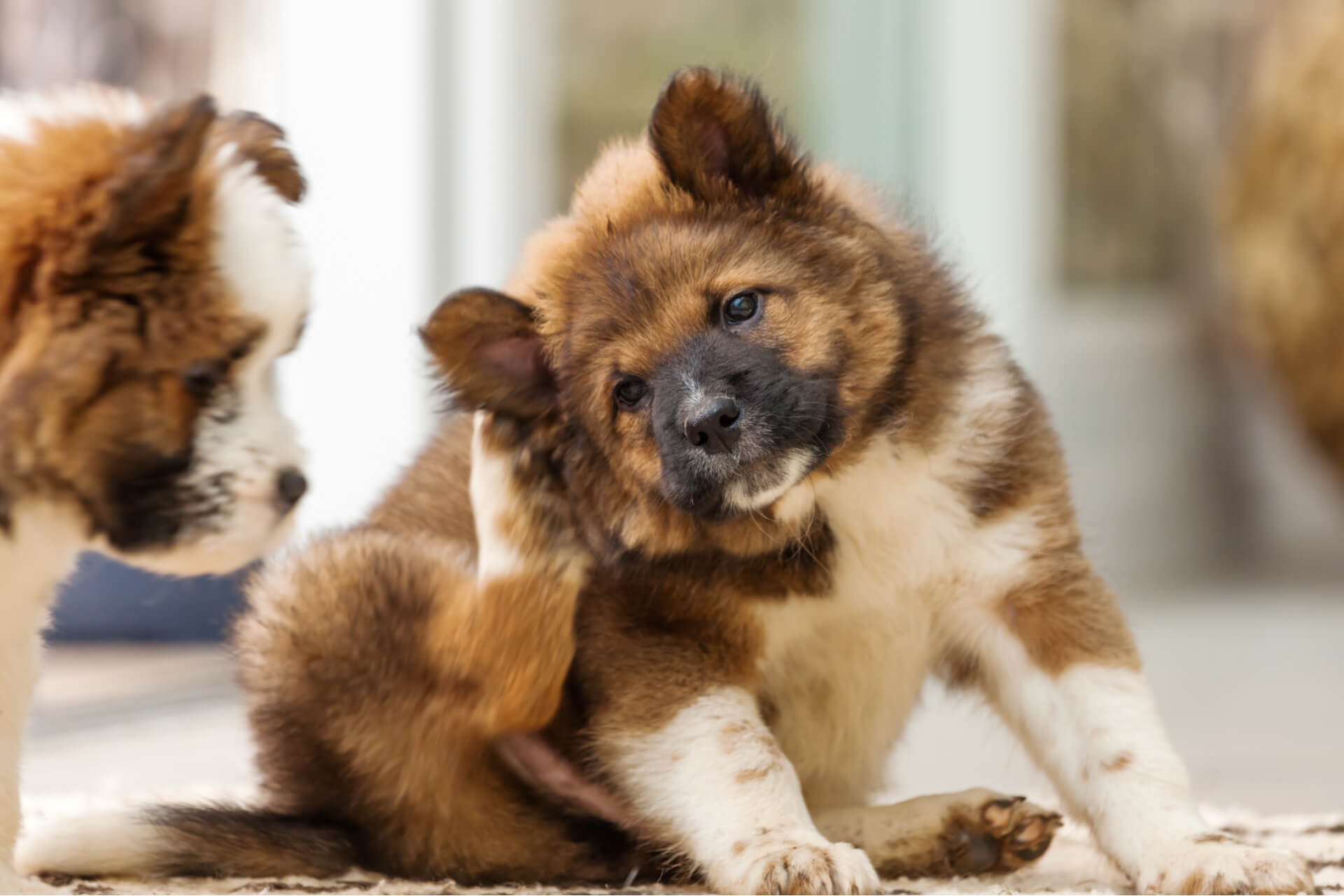 Allergien beim Hund