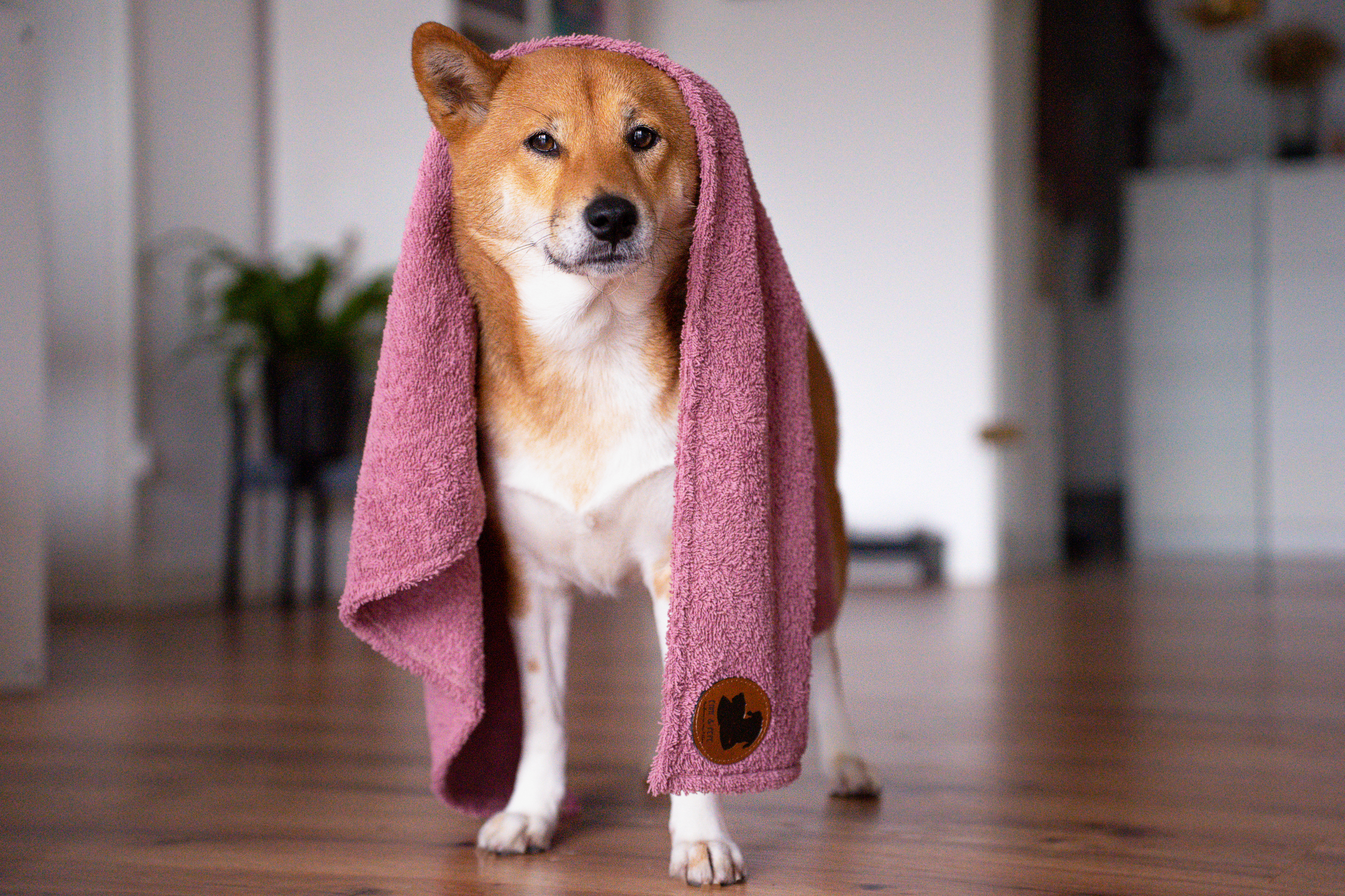 Stehender Hund mit rosa Handtuch ueber dem Koerper