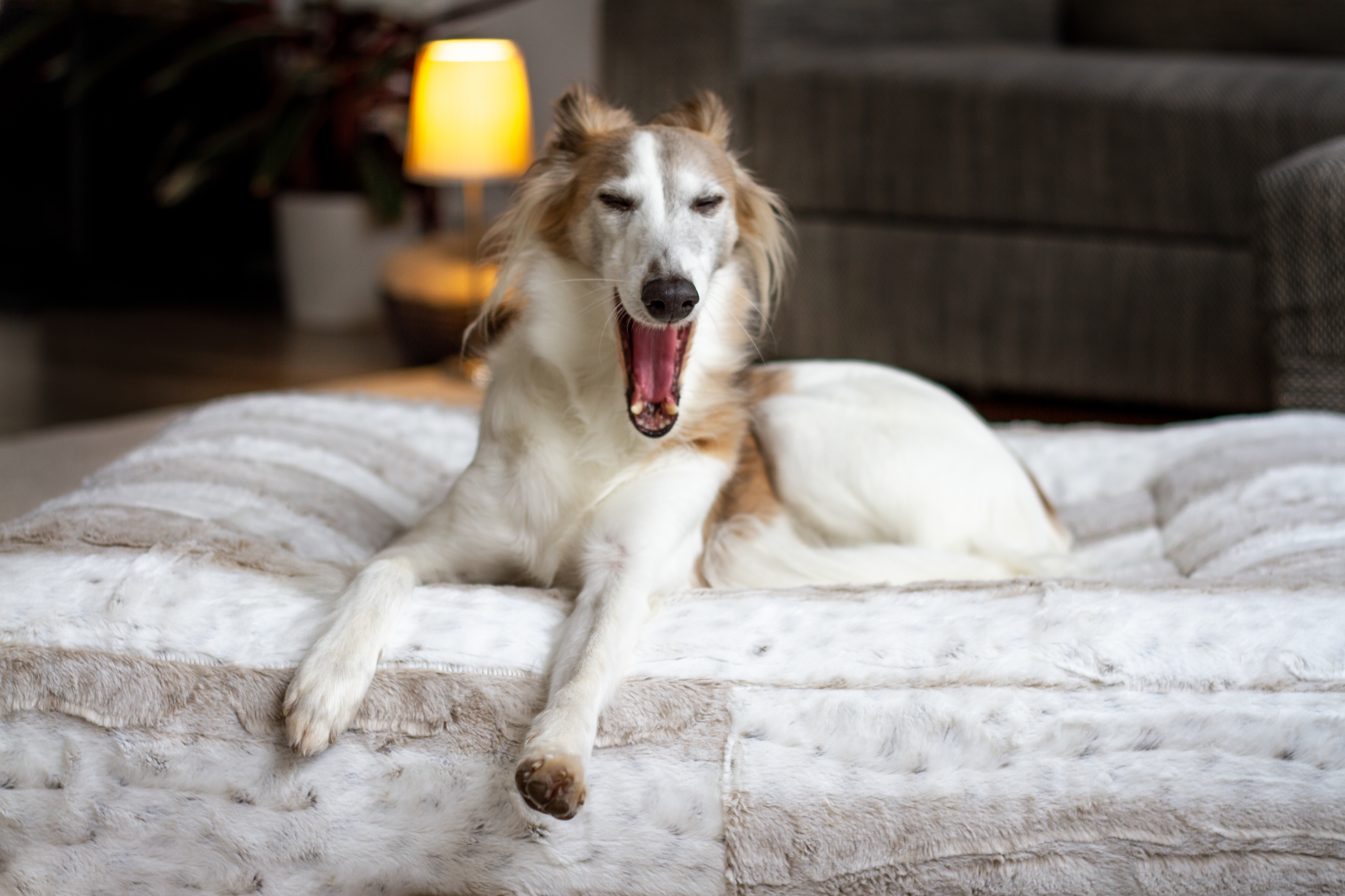 Hund liegt auf eckigem hellen Hundebett und gaehnt