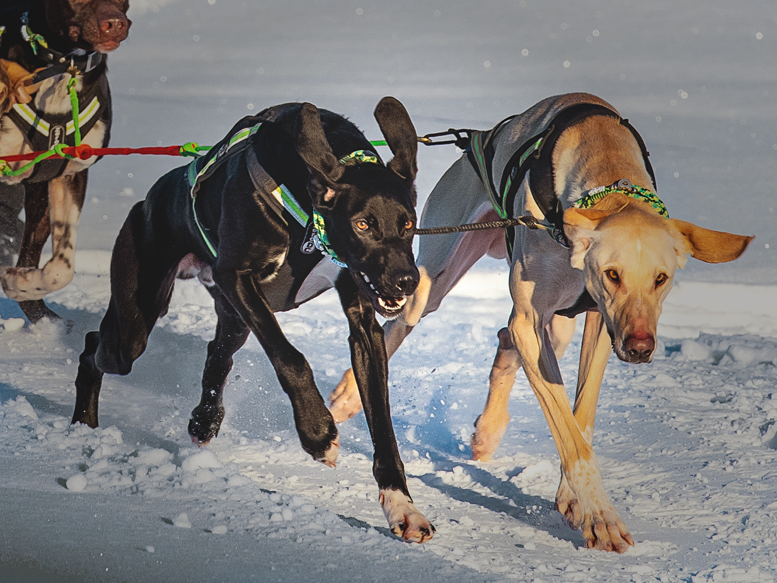 Pulling Dog Sport with EMMY & PEPE