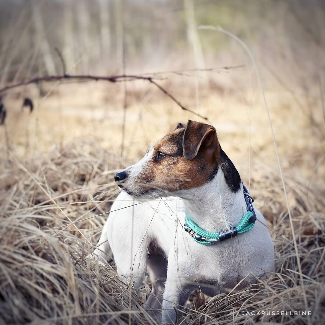 Wann juckt sich dein Hund zu viel?