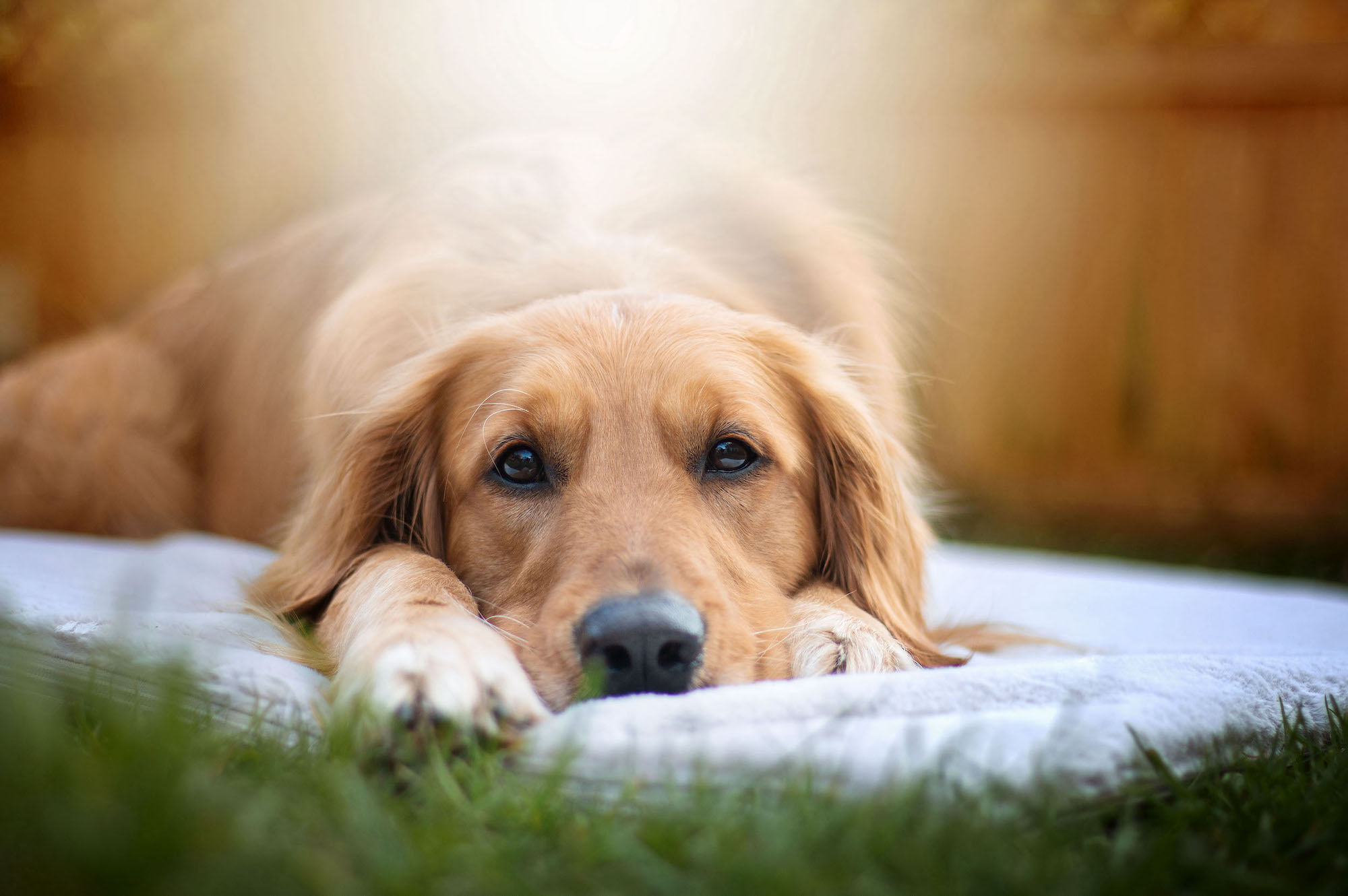 Golden Retriever liegt auf heller Outdoormatte im Gras