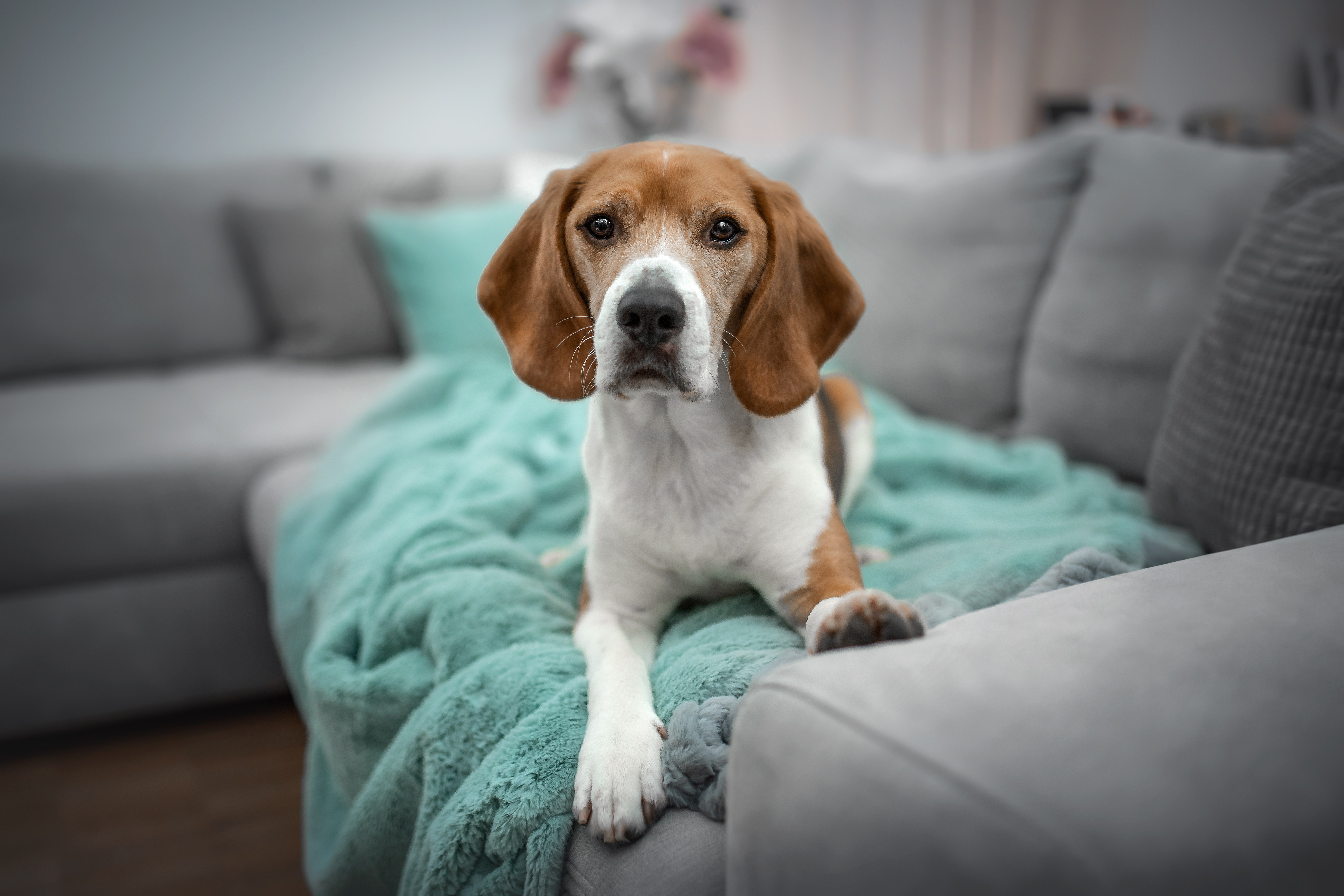 Kleiner Hund liegt auf tuerkiser Hundedecke auf grauer Couch