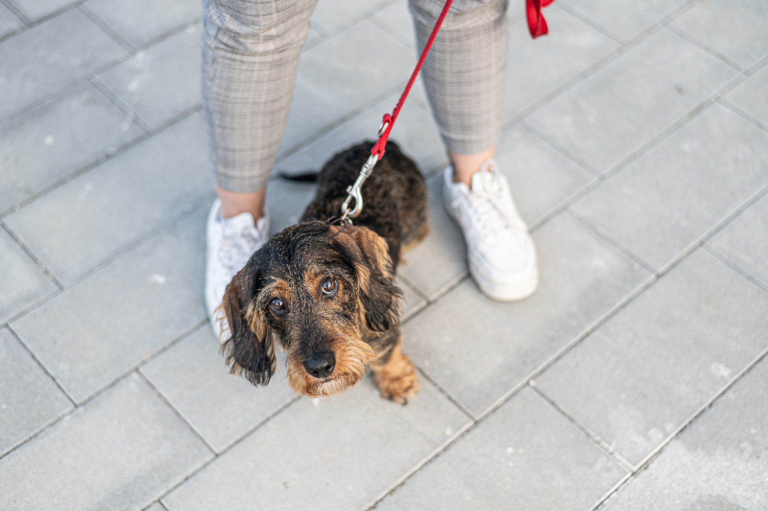 Hundetraining event kleimner hund an leine