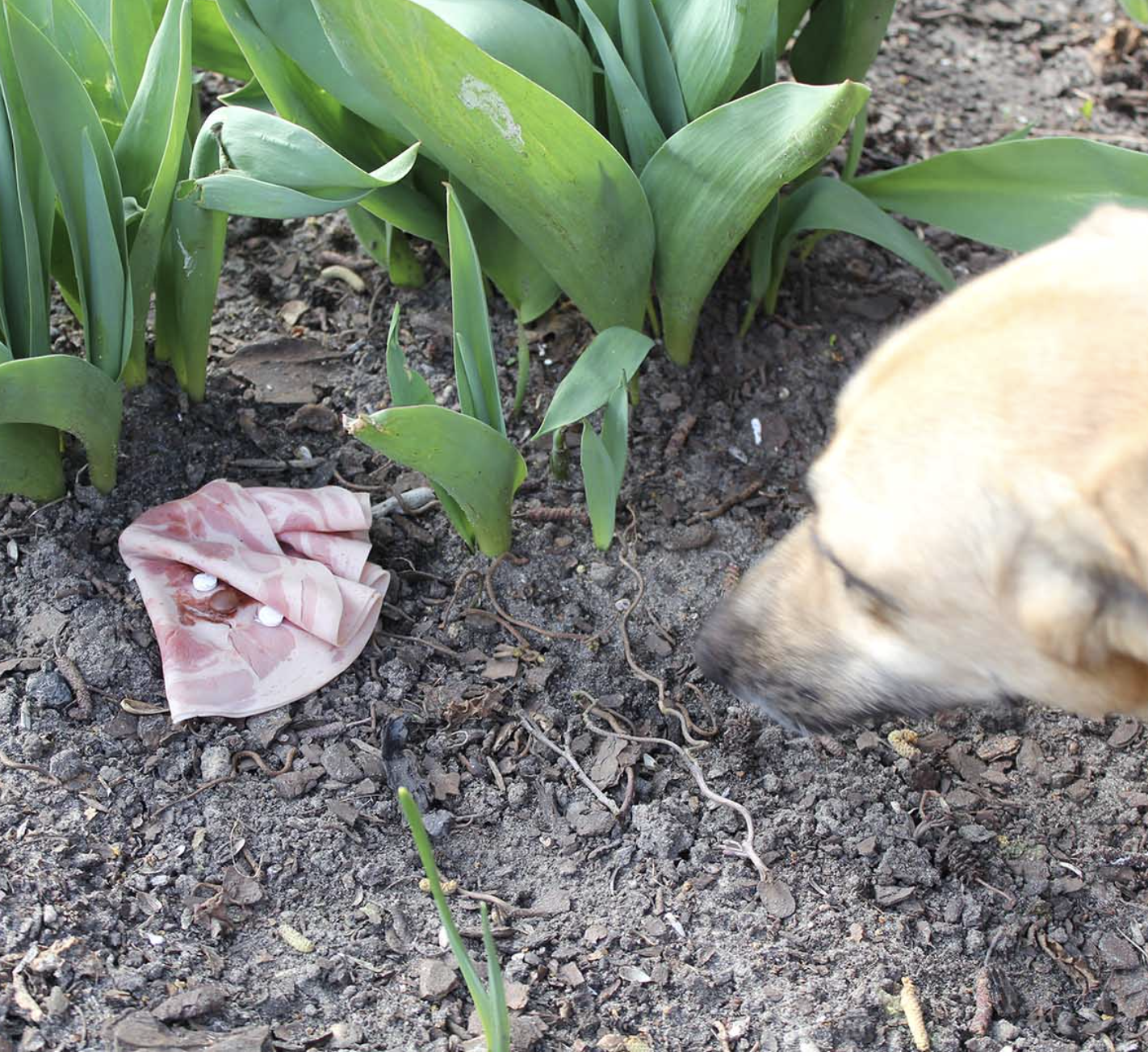 Vergiftung beim Hund - Was beachten? Was tun und wie erkennen?